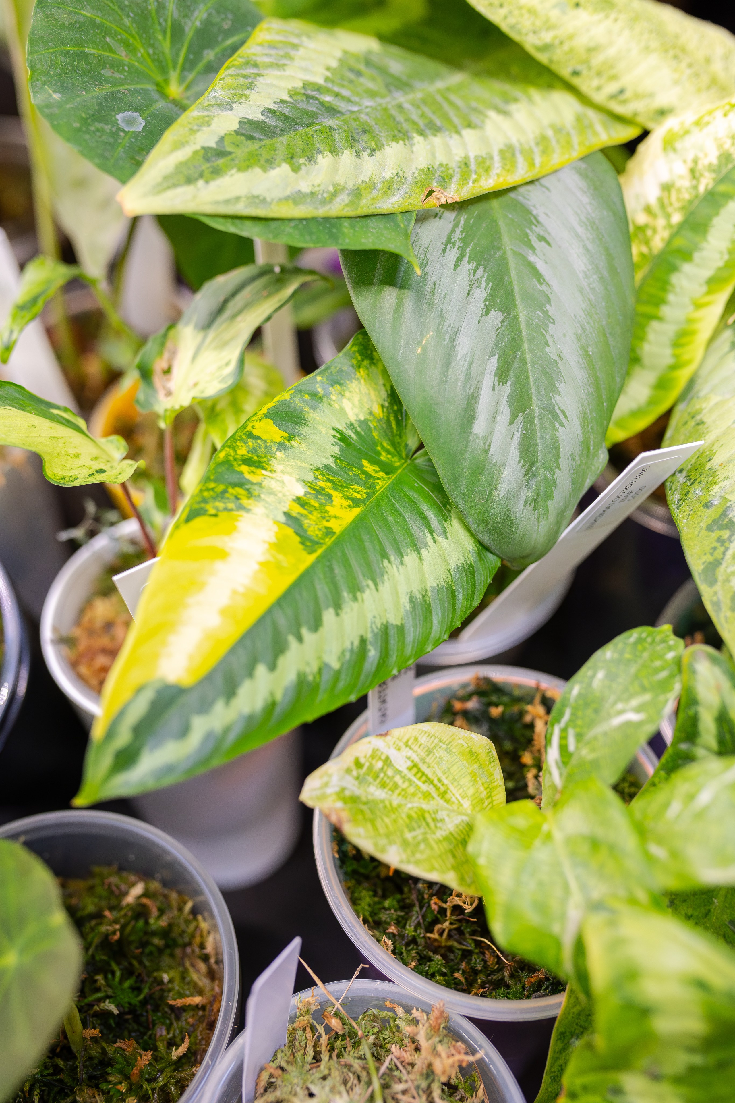 Монстериум апрель 2026. Александра Куликова фотограф, Москва