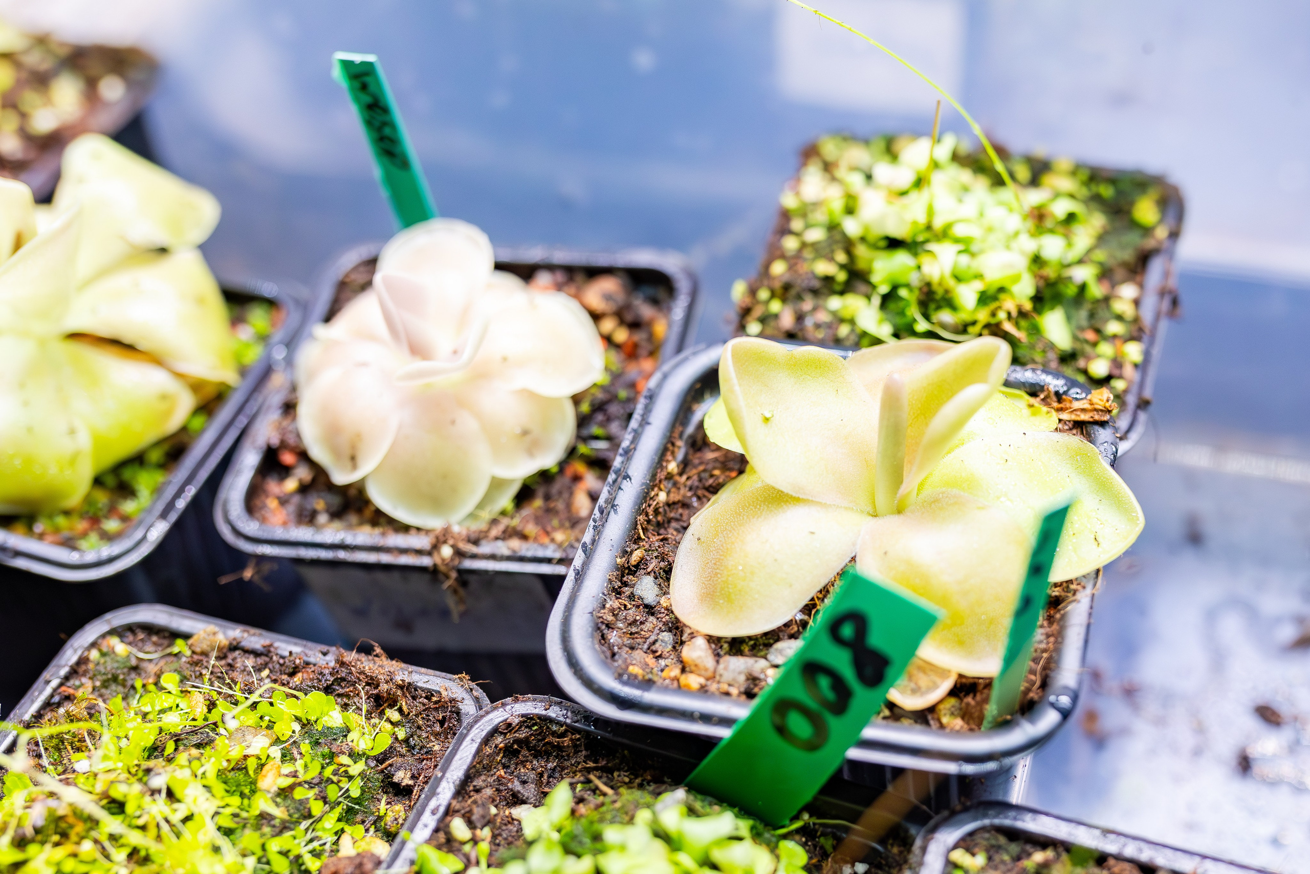 Орхидиум сентябрь 2025. Александра Куликова фотограф, Москва