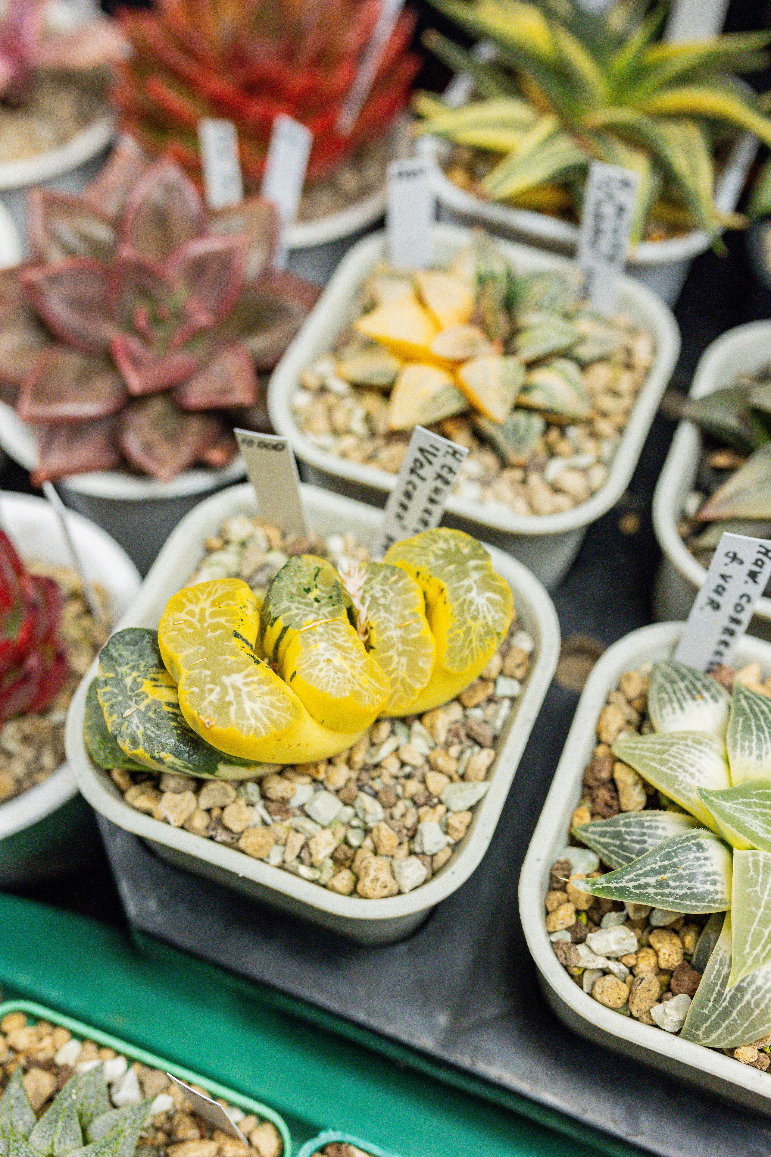 Growbox декабрь 2025. Александра Куликова фотограф, Москва