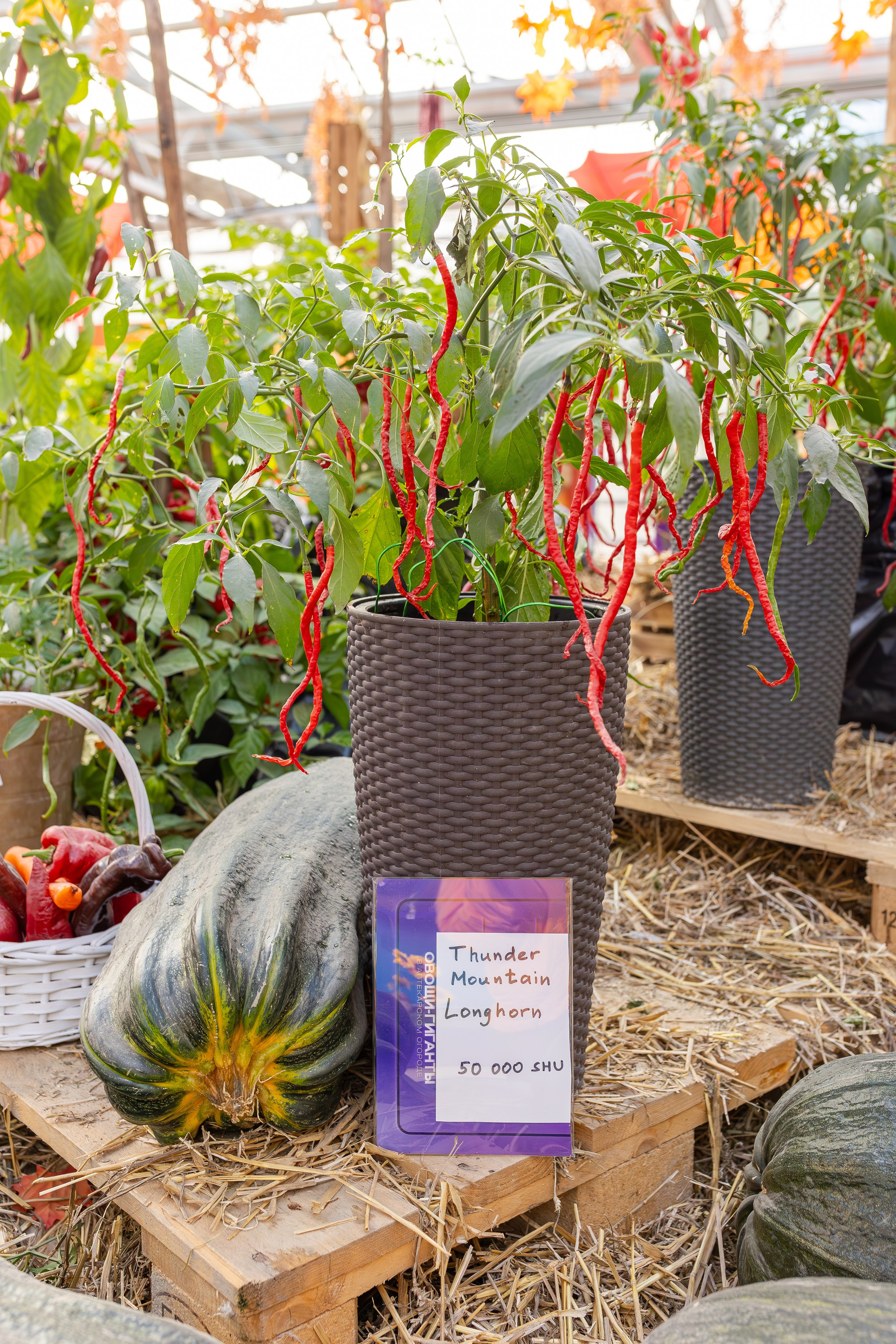 Овощи-гиганты. Александра Куликова фотограф, Москва