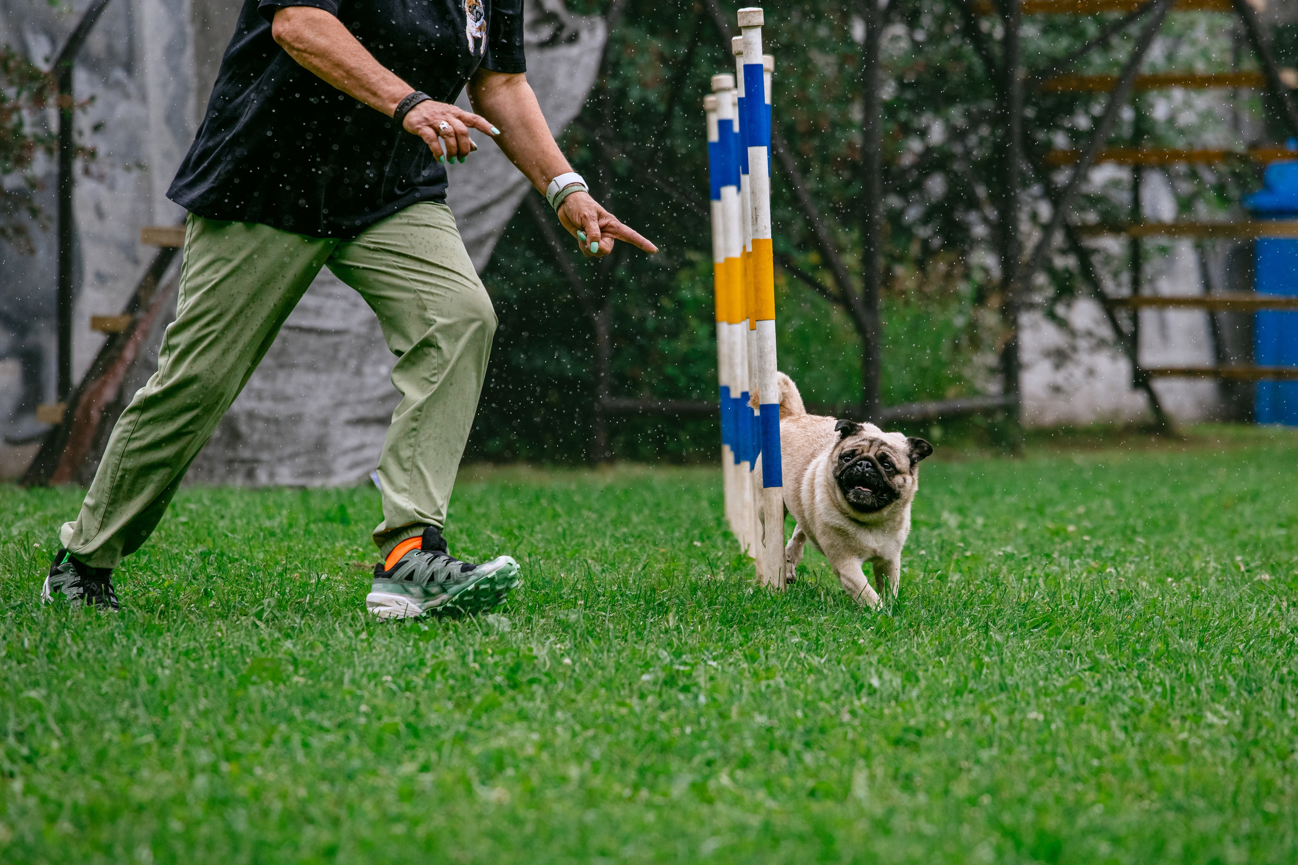 Соревнования по аджилити Долгопрудный 30.06.2025. Фотограф-анималист Татьяна Степанова