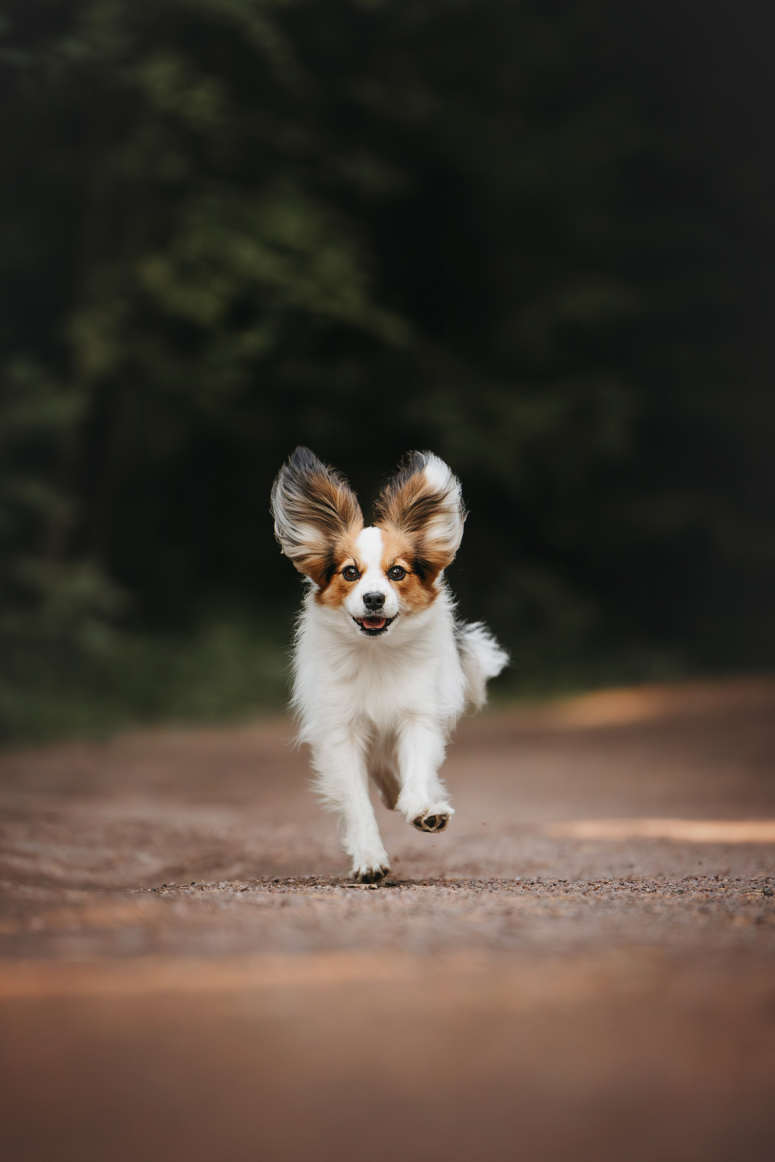 Рита, Маша и много собак. Фотограф анималист Осипчикова Мария