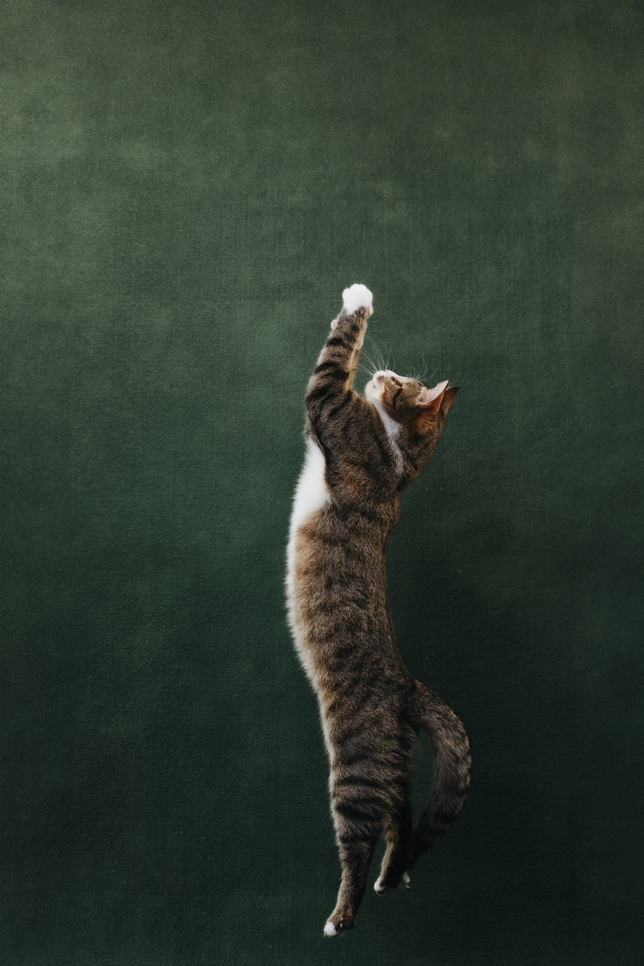 Коты Сет и Квентин. Фотограф анималист Осипчикова Мария