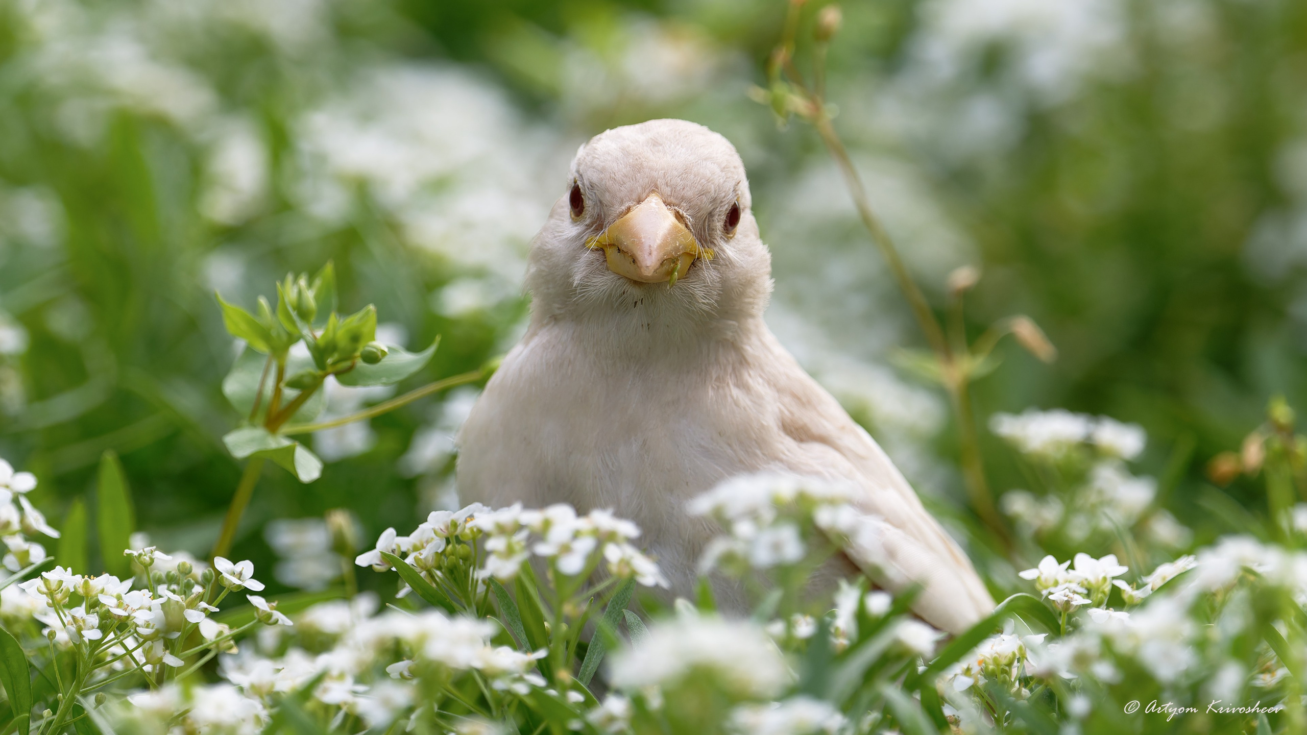 Фотоохота. Фотограф и путешественник Артём Кривошеев