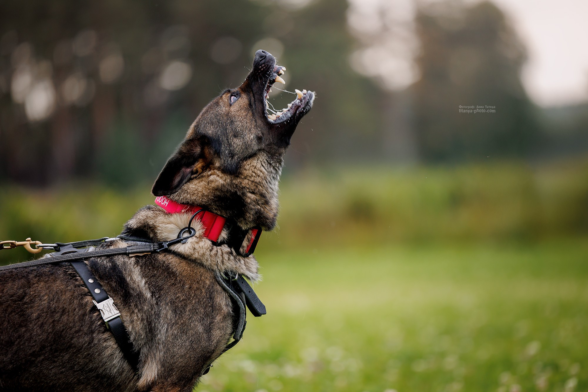 Тренировка по защите в питомнике немецких овчарок «Легенда Волги». Фотограф собак, фотограф-анималист Аня Титова (Titanya). Москва