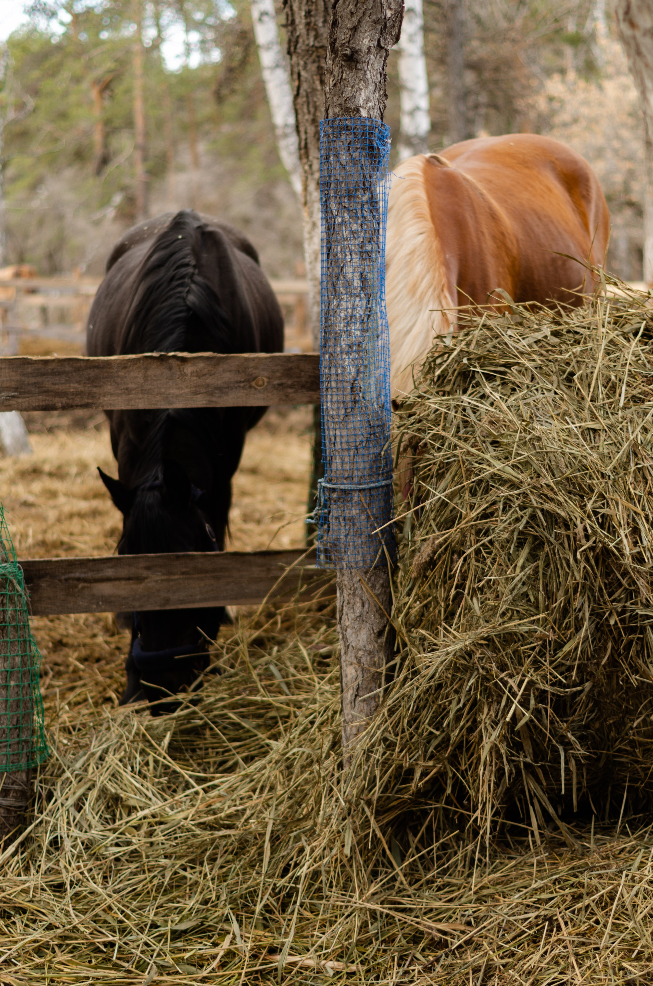Ковбойская девчонка. Фотограф Марина Доглядная Челябинск фотосессии с лошадьми, мотоциклами