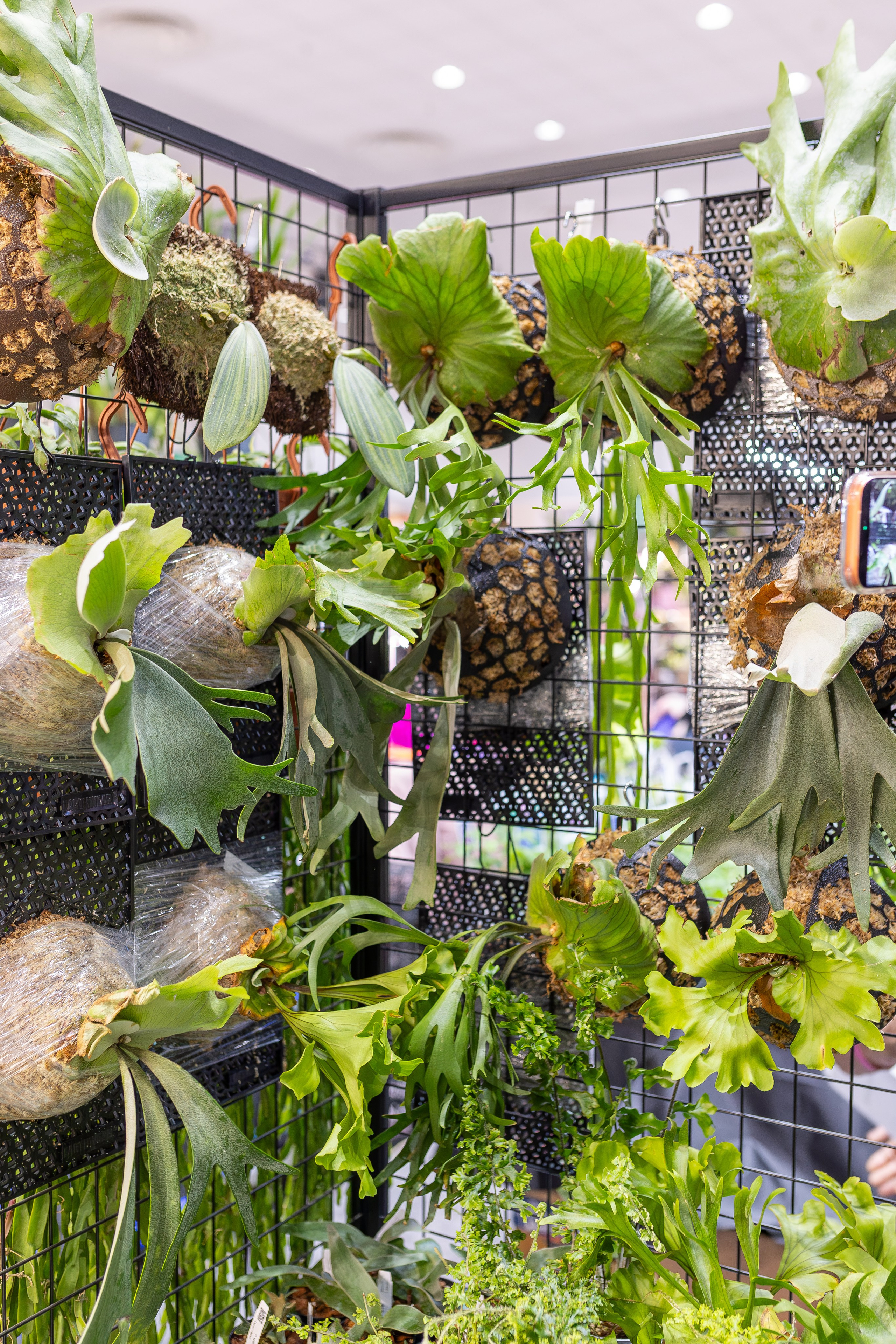 Монстериум апрель 2026. Александра Куликова фотограф, Москва