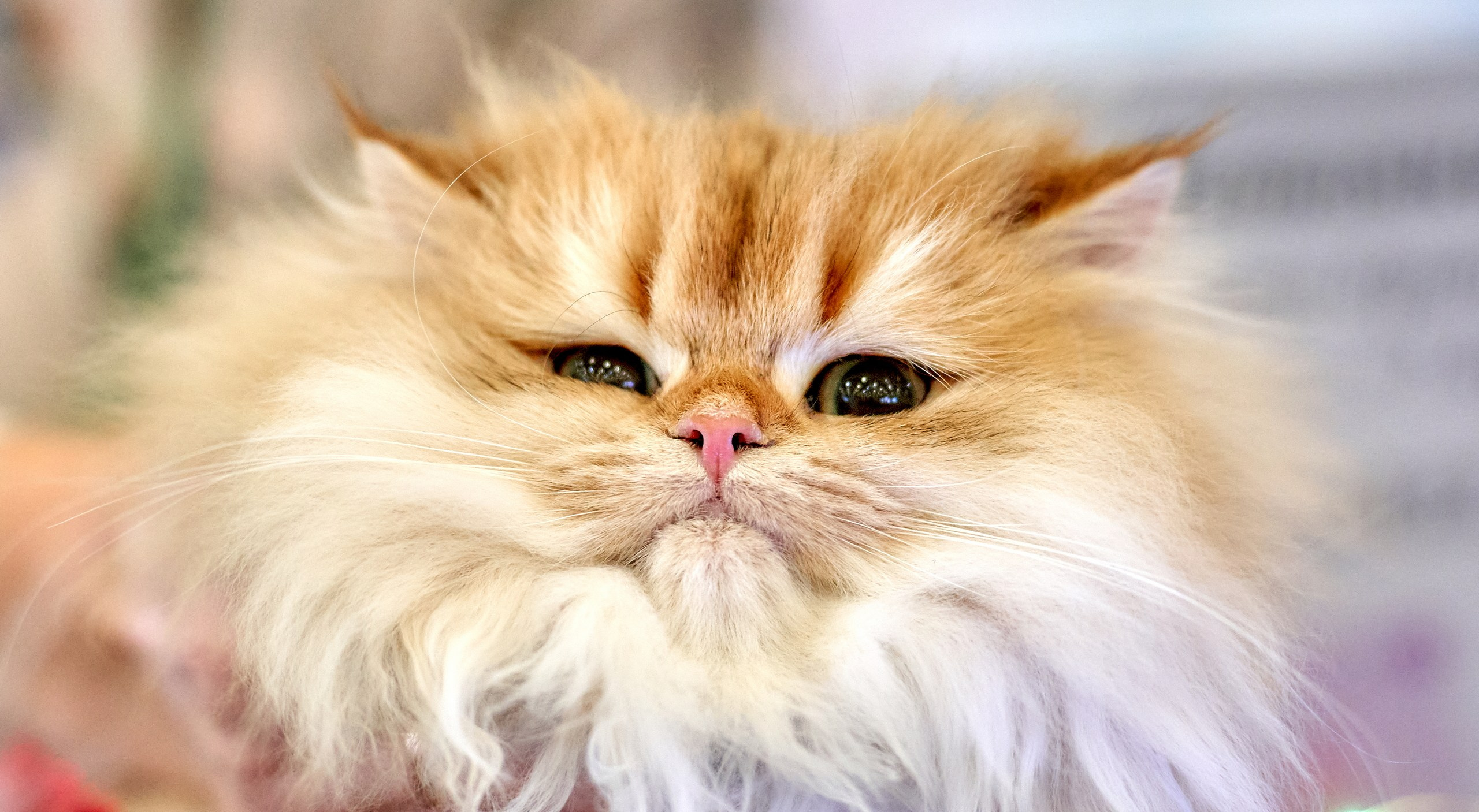 Кошки на выставках — галерея NATRIEL