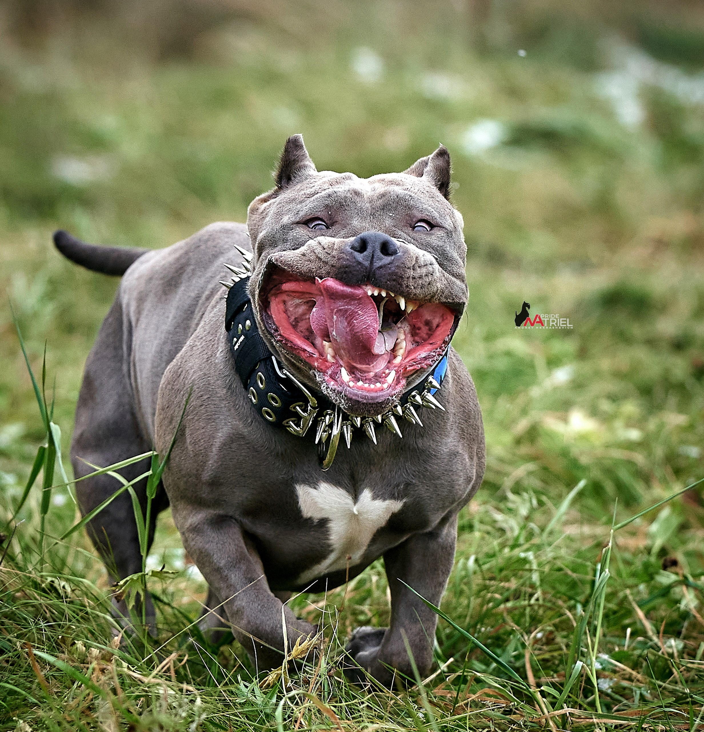 Портреты собак — галерея NATRIEL