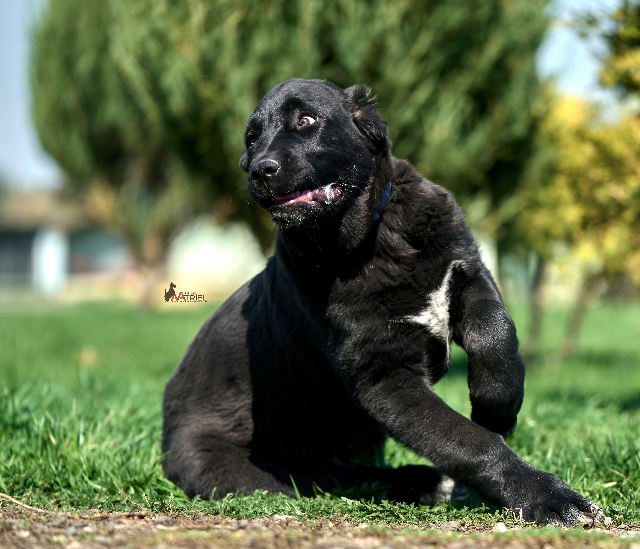 Среднеазиаты — щенки и взрослые