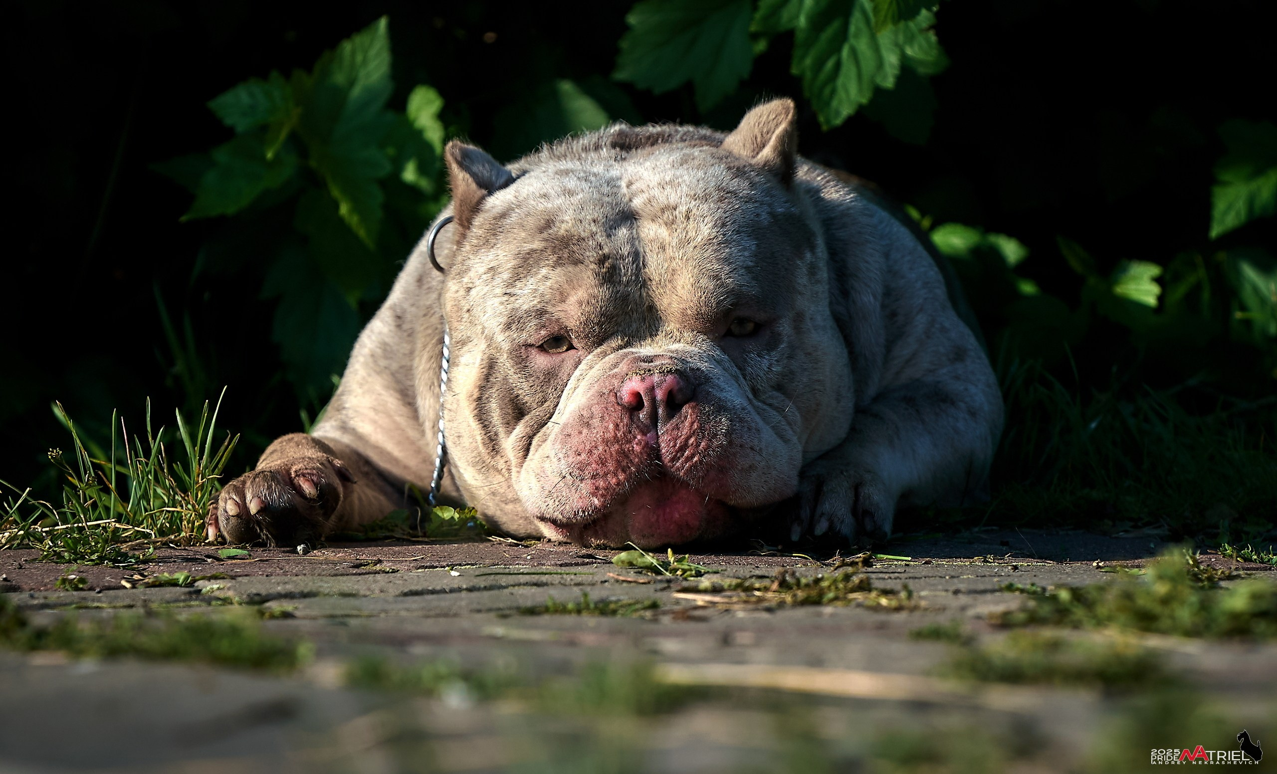 Съемка собак породы булли на природе
