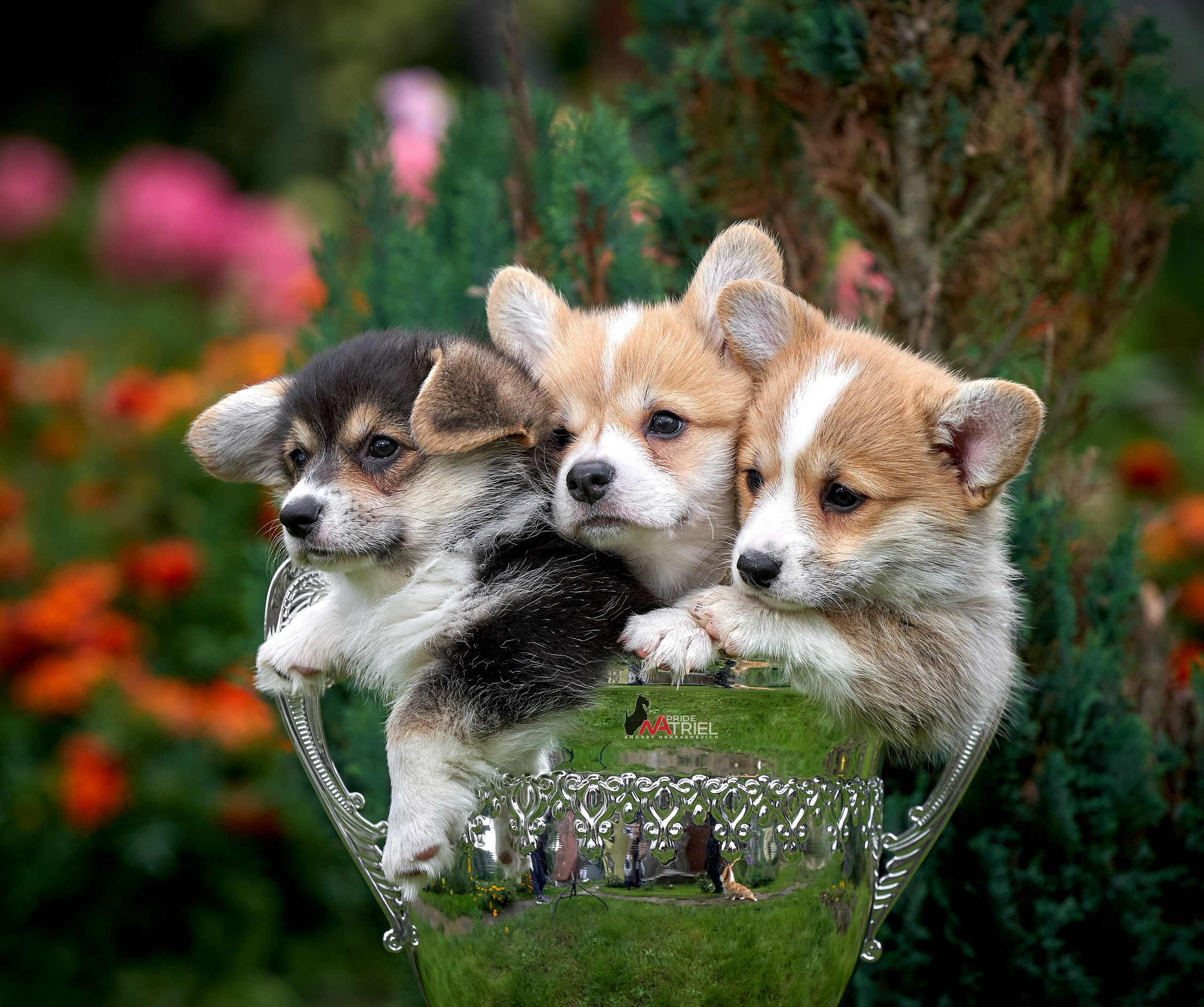Щенки на прогулке — галерея NATRIEL