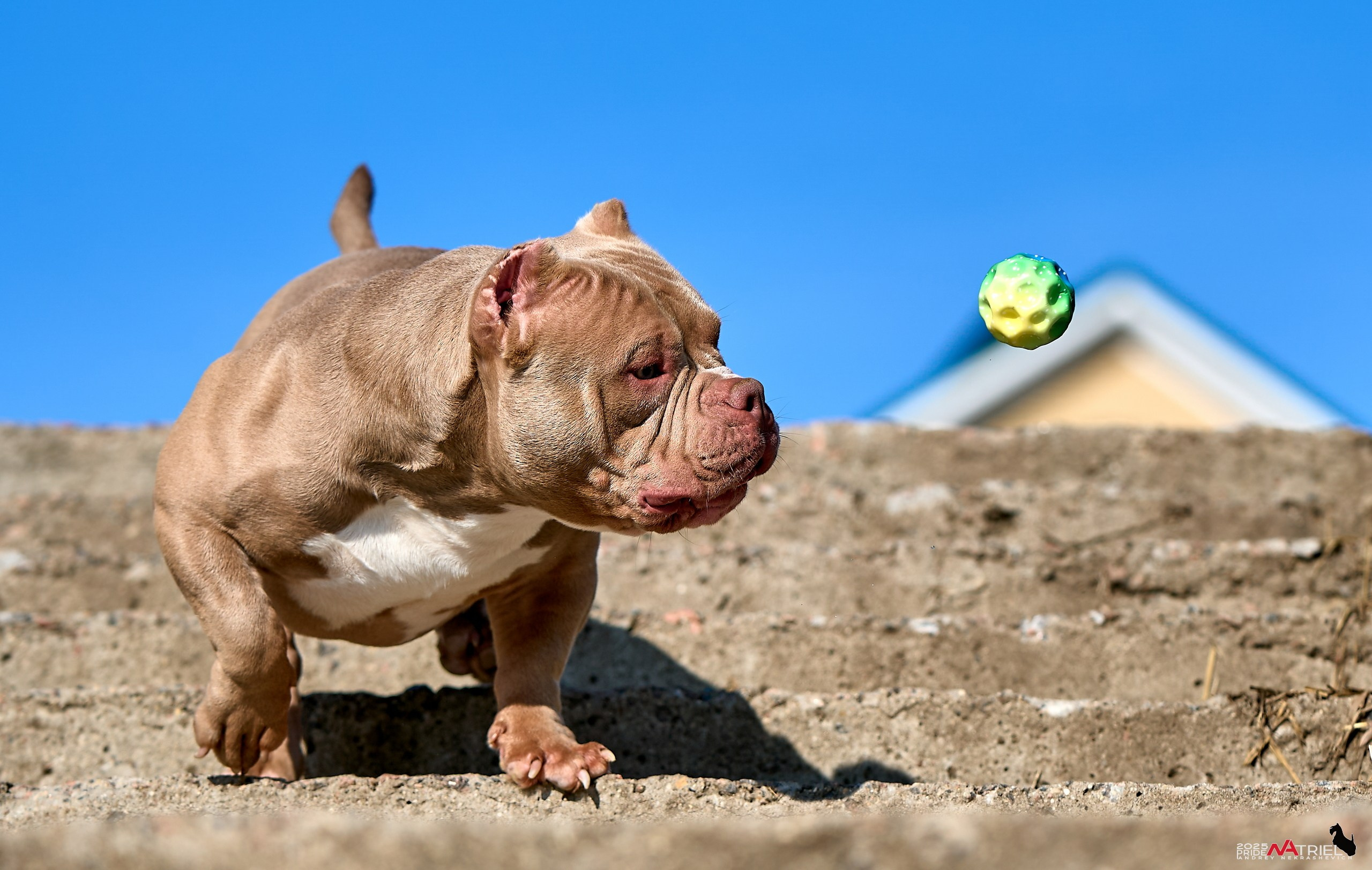 Съемка собак породы булли на природе