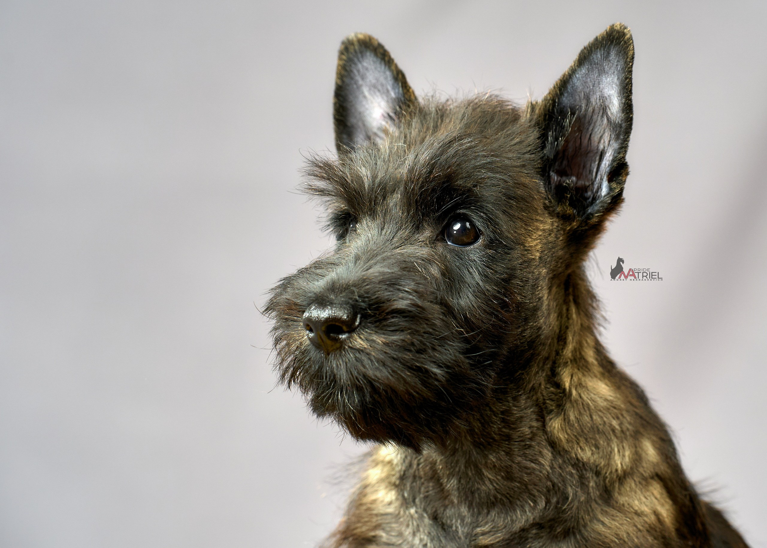 Съемка щенков скотч-терьеров