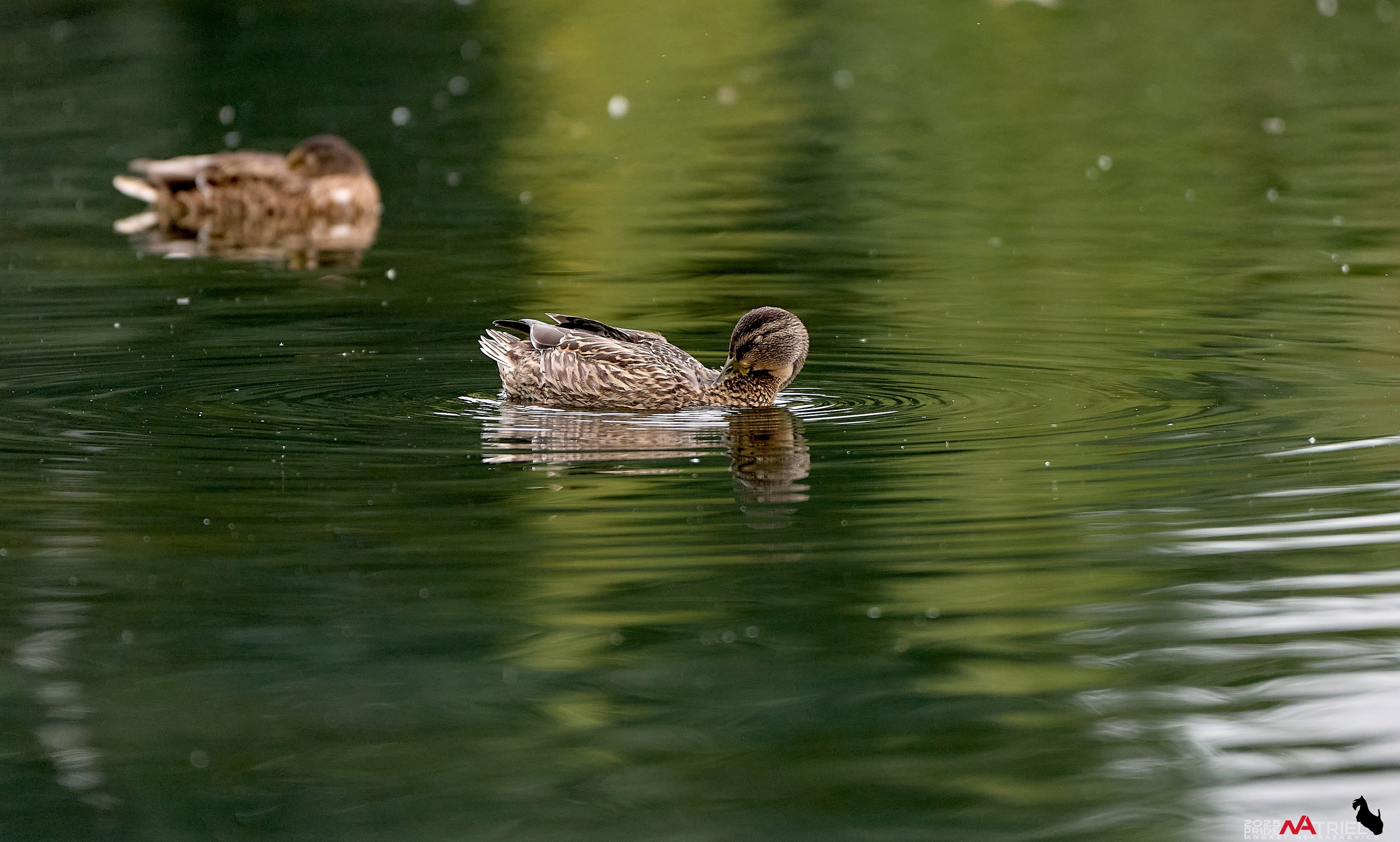 Утки на пруду