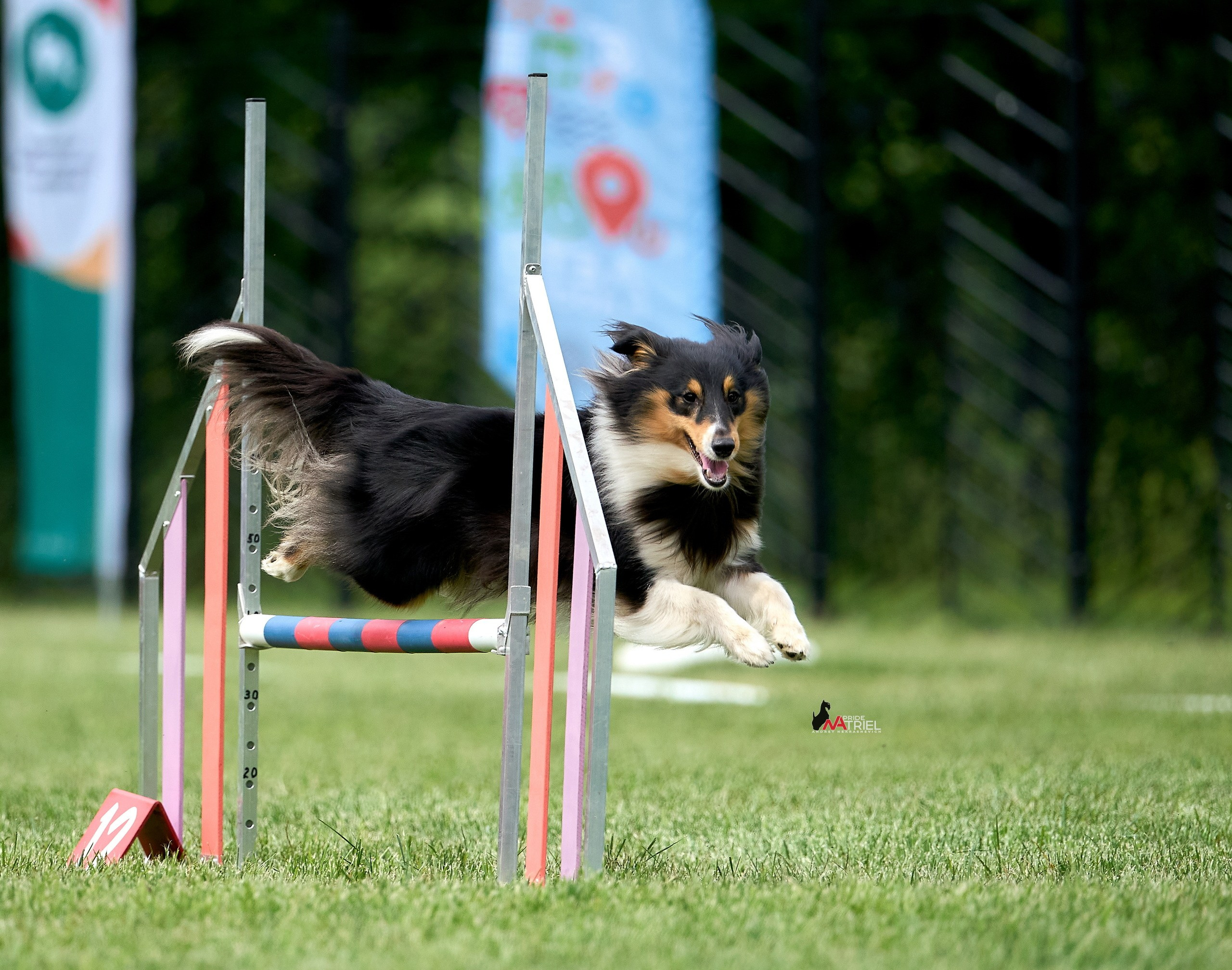Аджилити — галерея NATRIEL