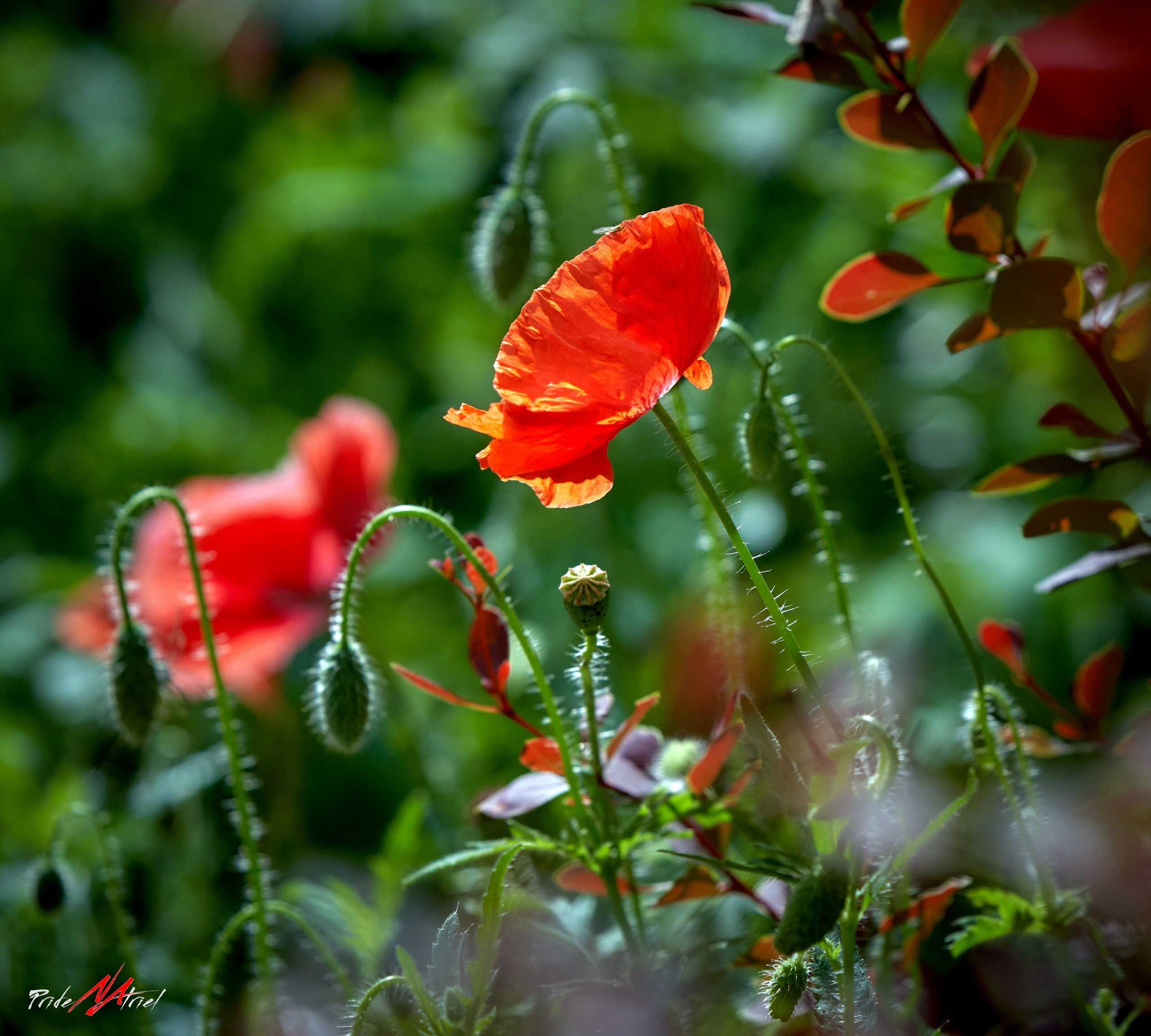 Лютики-цветочки — галерея NATRIEL