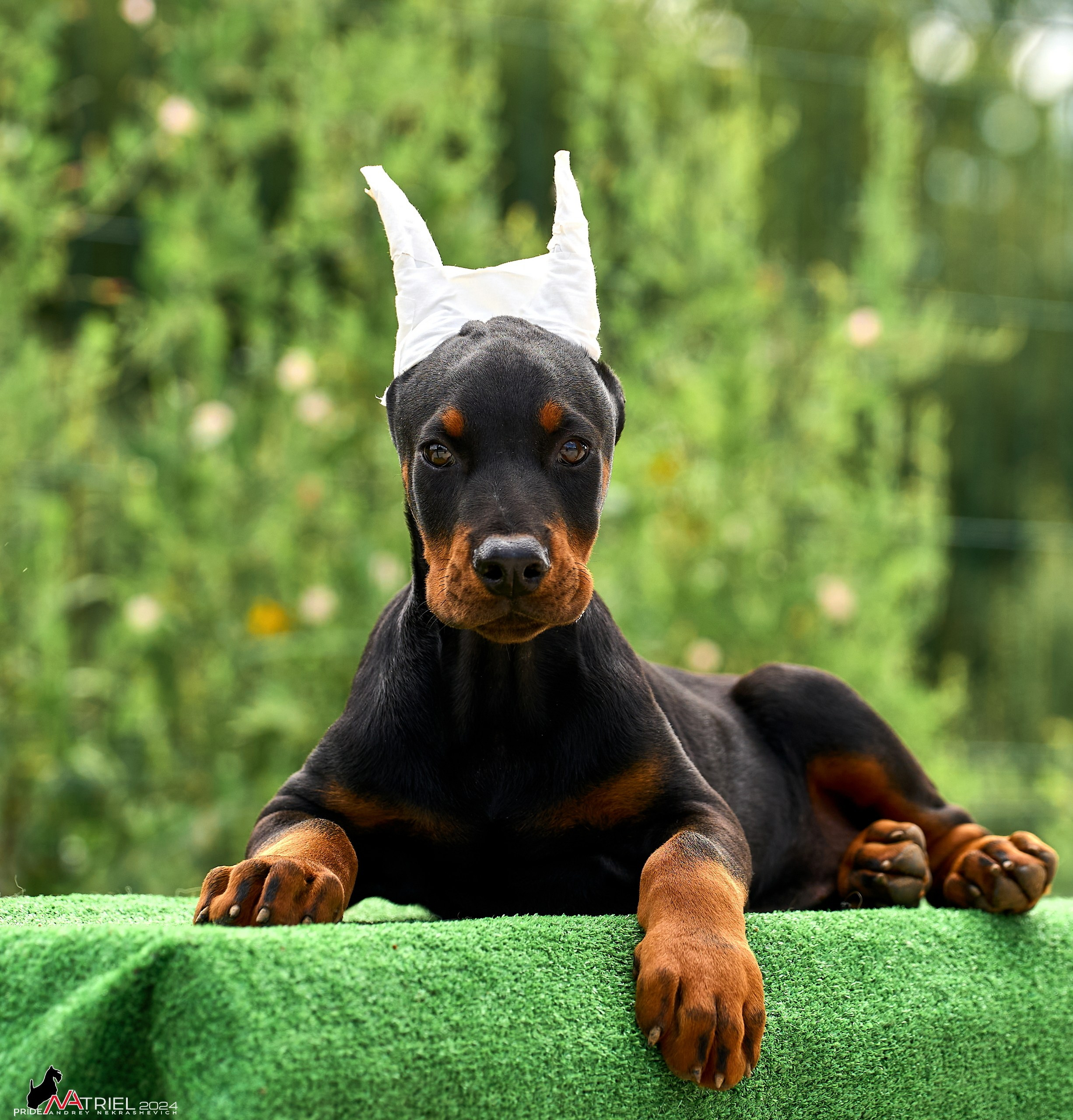 Съемка щенков доберманы