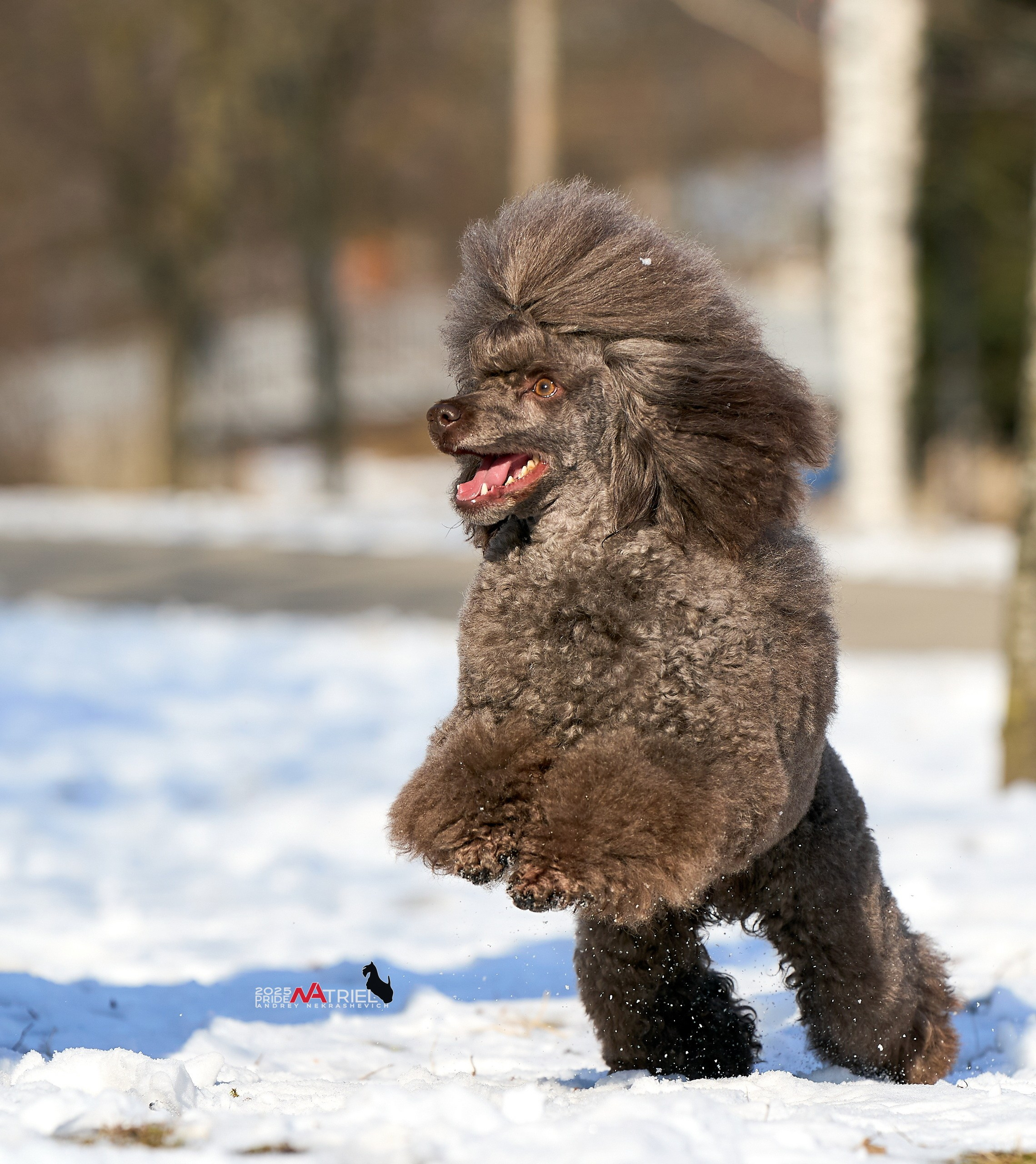 Фотопрогулка с пуделем