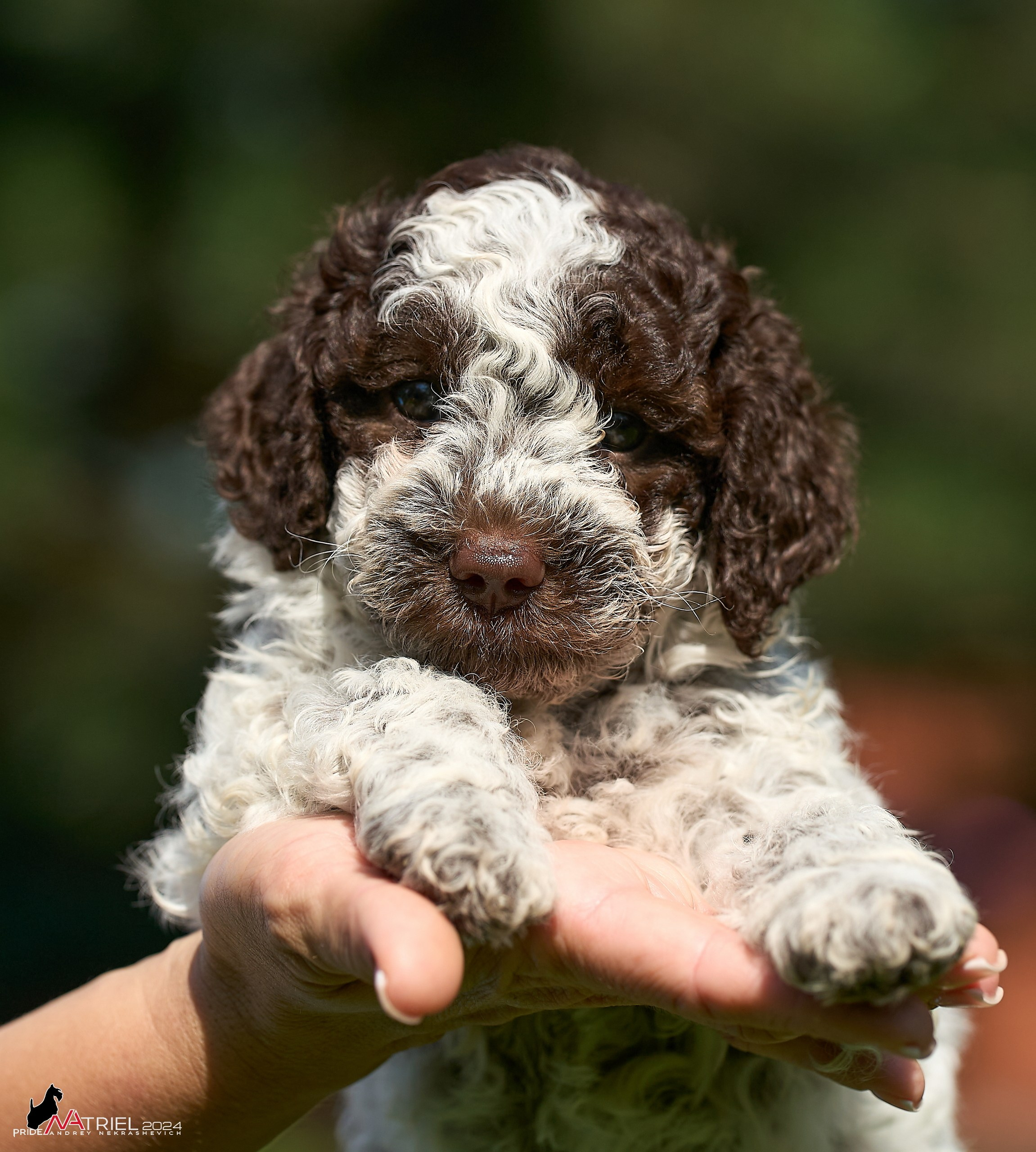 Съемка щенков лаготто