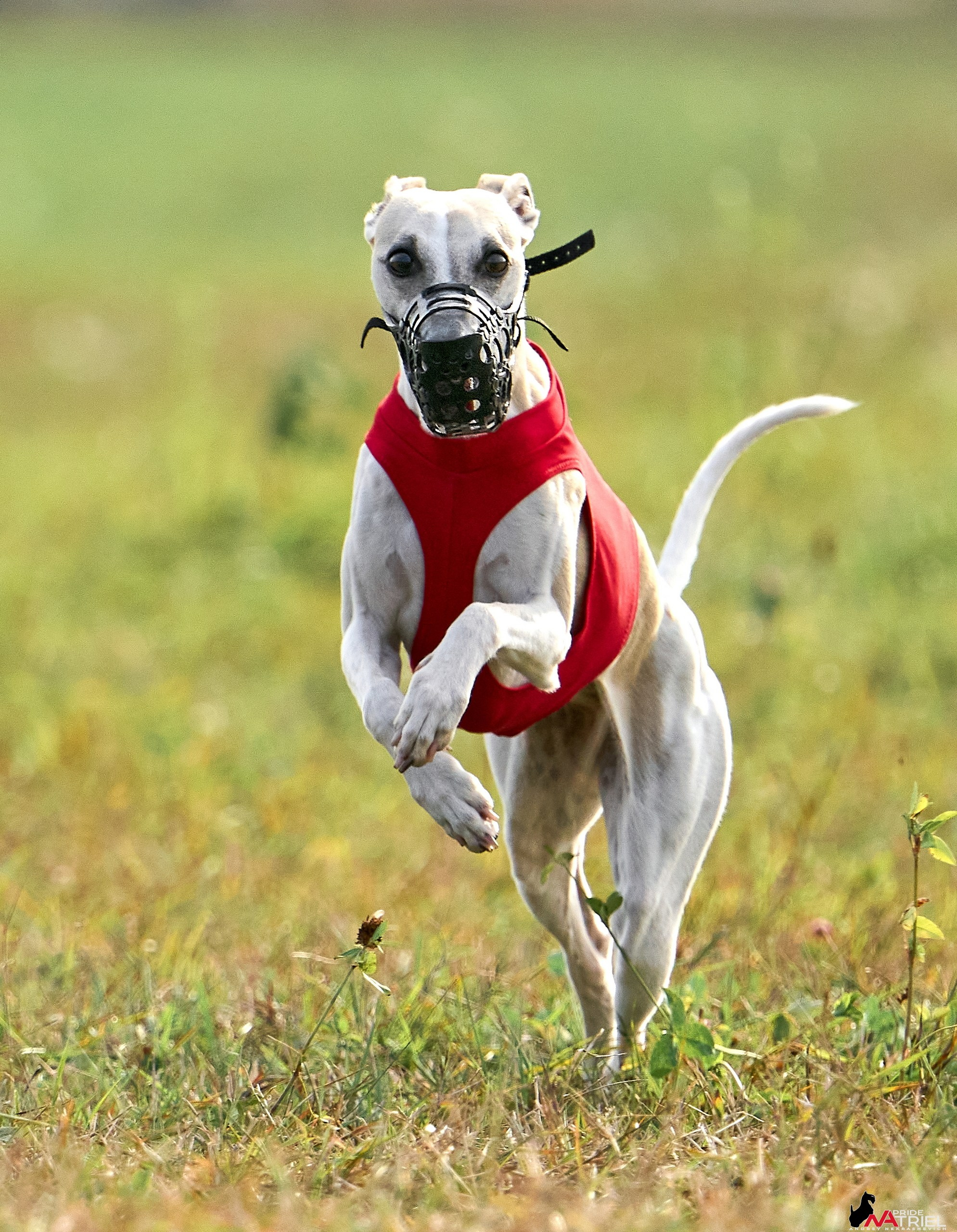 Съемка курсинг — галерея NATRIEL