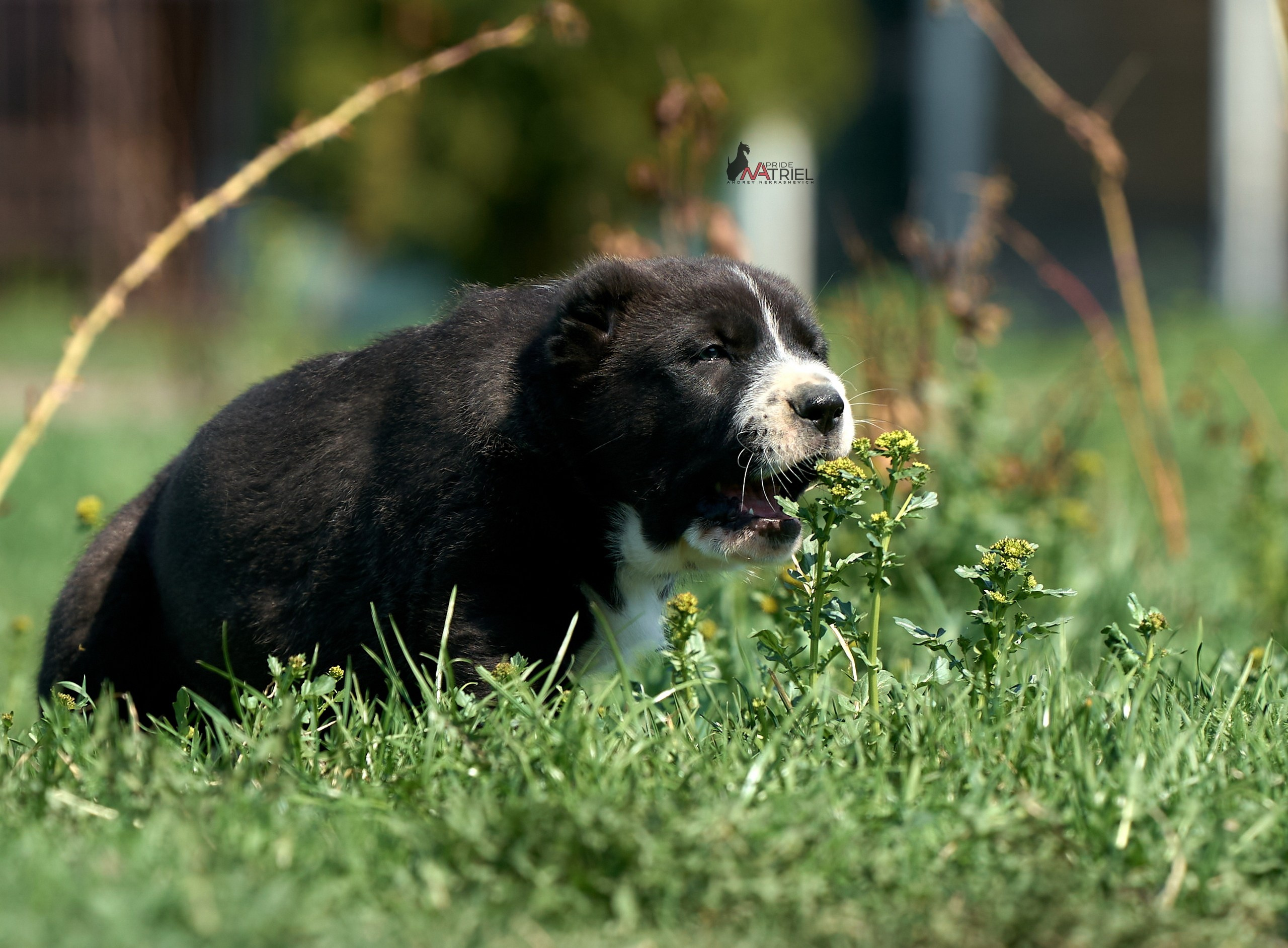 Среднеазиаты — щенки и взрослые