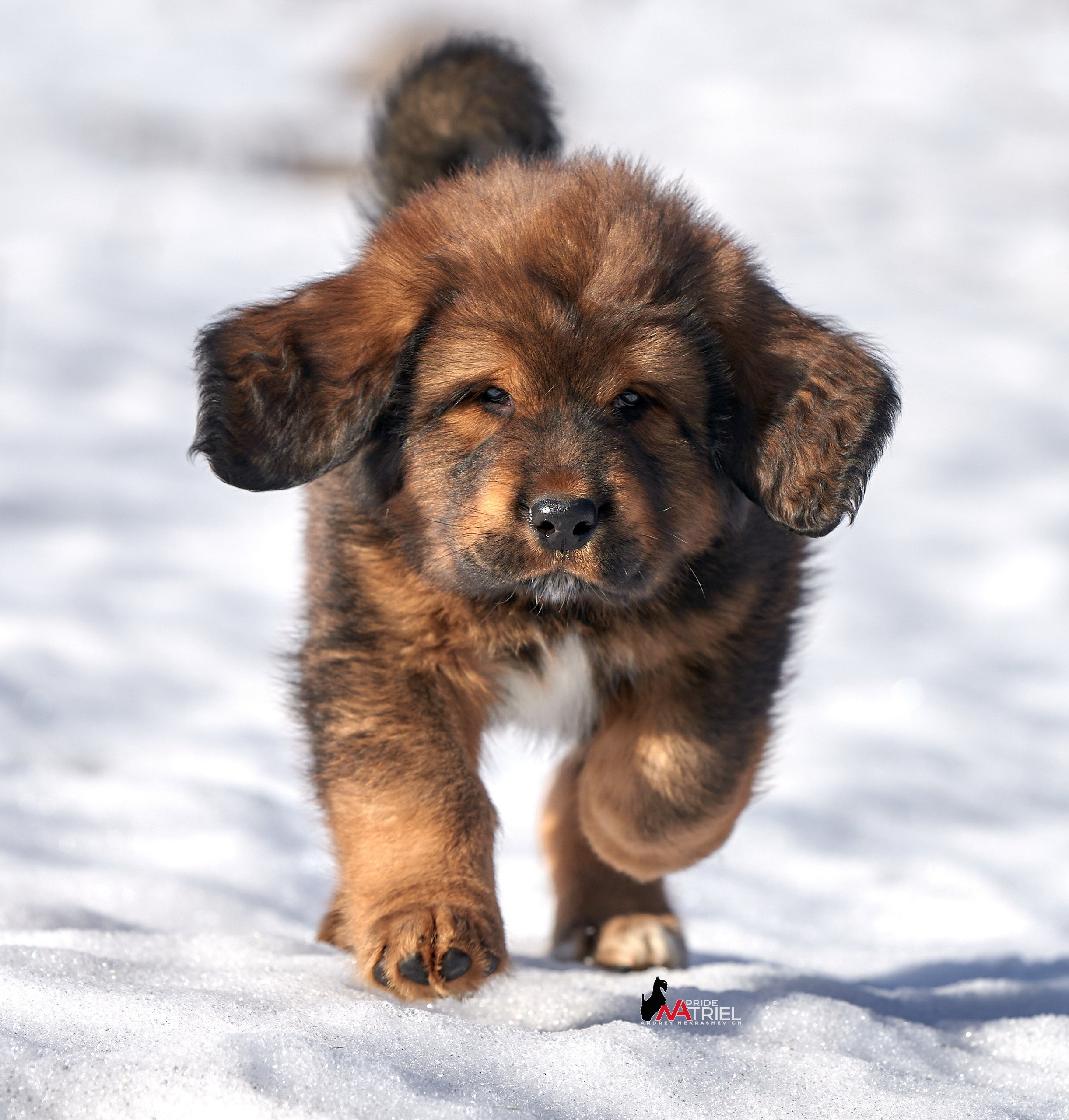 Щенки на прогулке — галерея NATRIEL