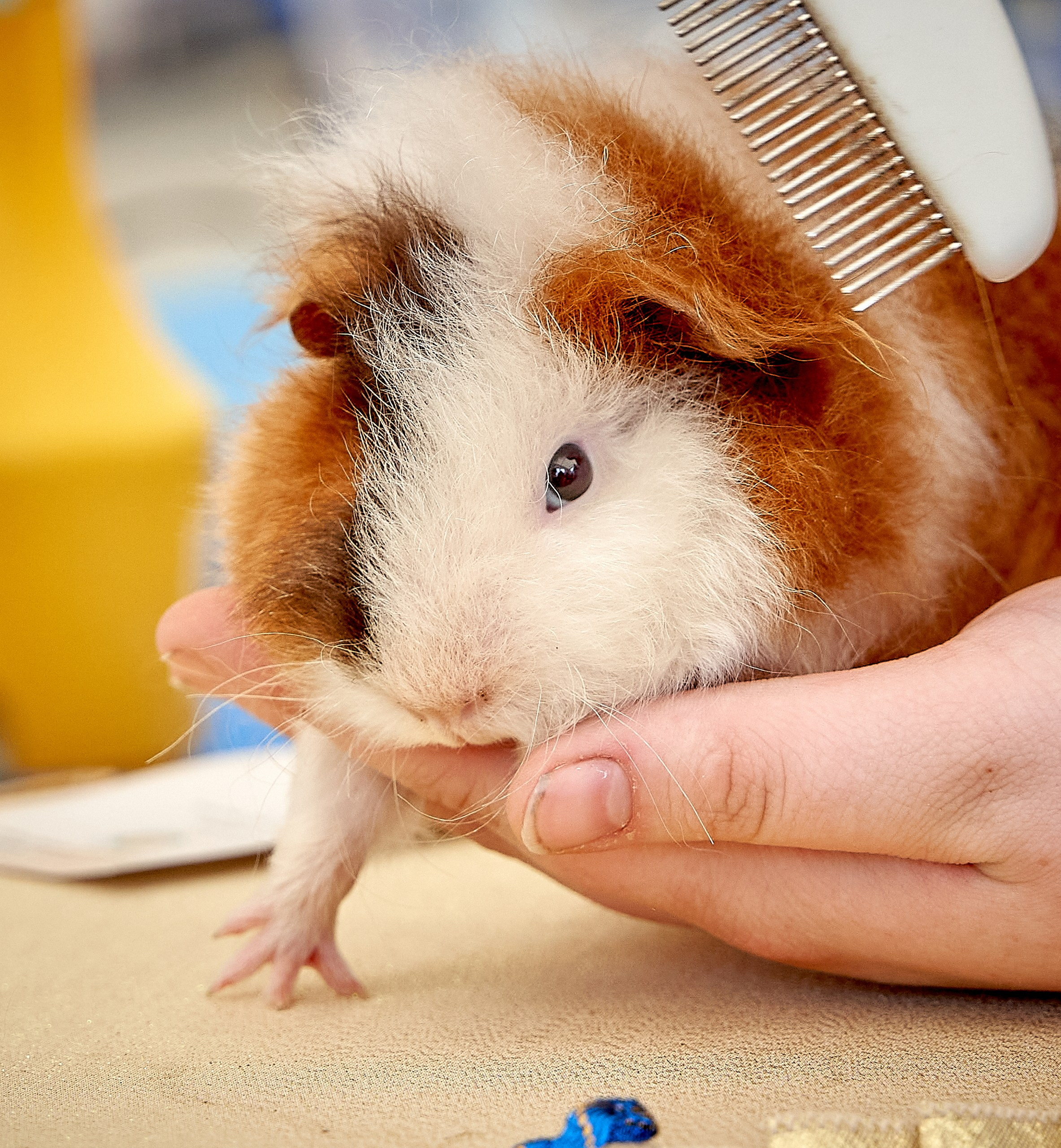 Животные — галерея NATRIEL