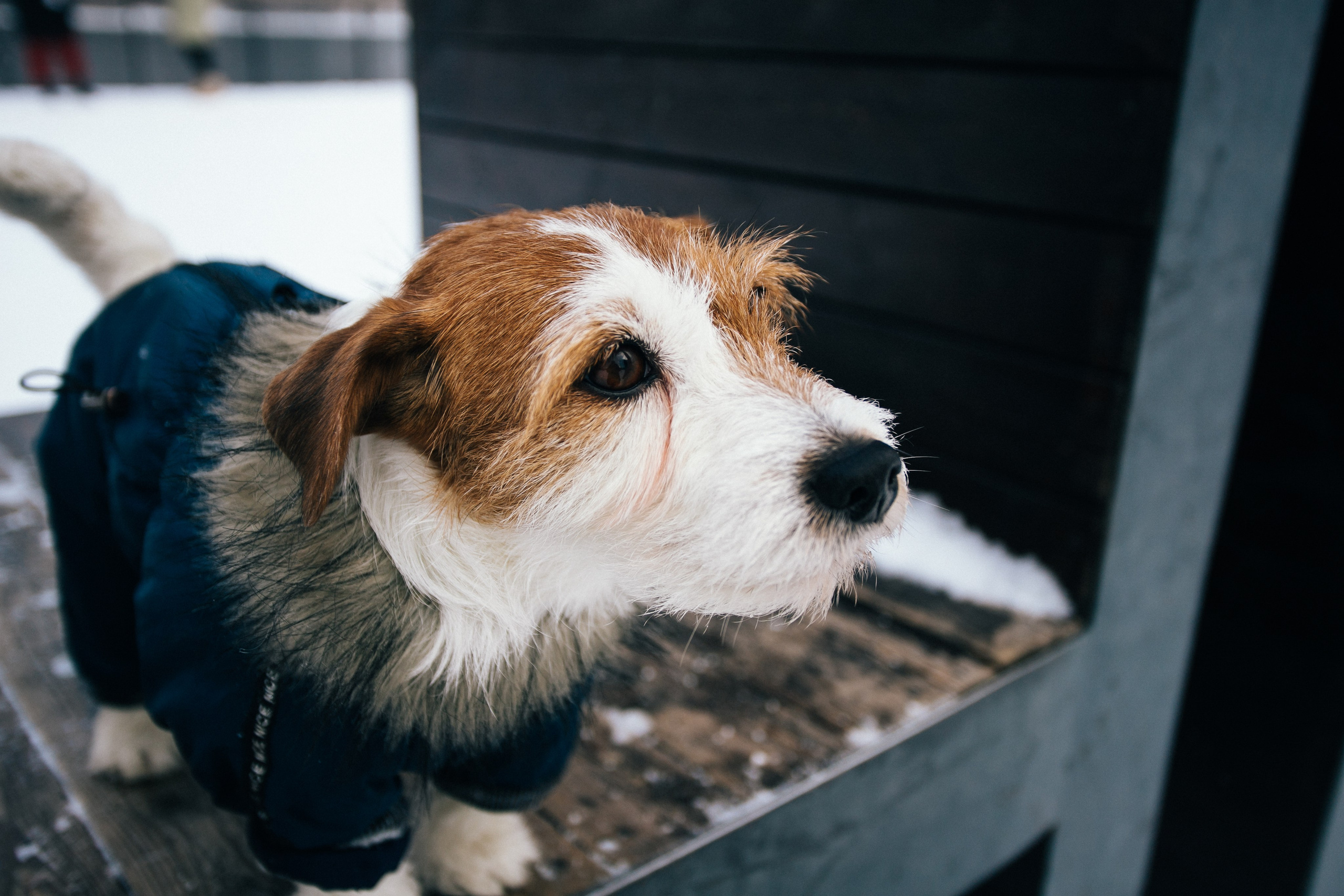 Фотосессии собак. Фотограф Дарья Локотко в Красноярске