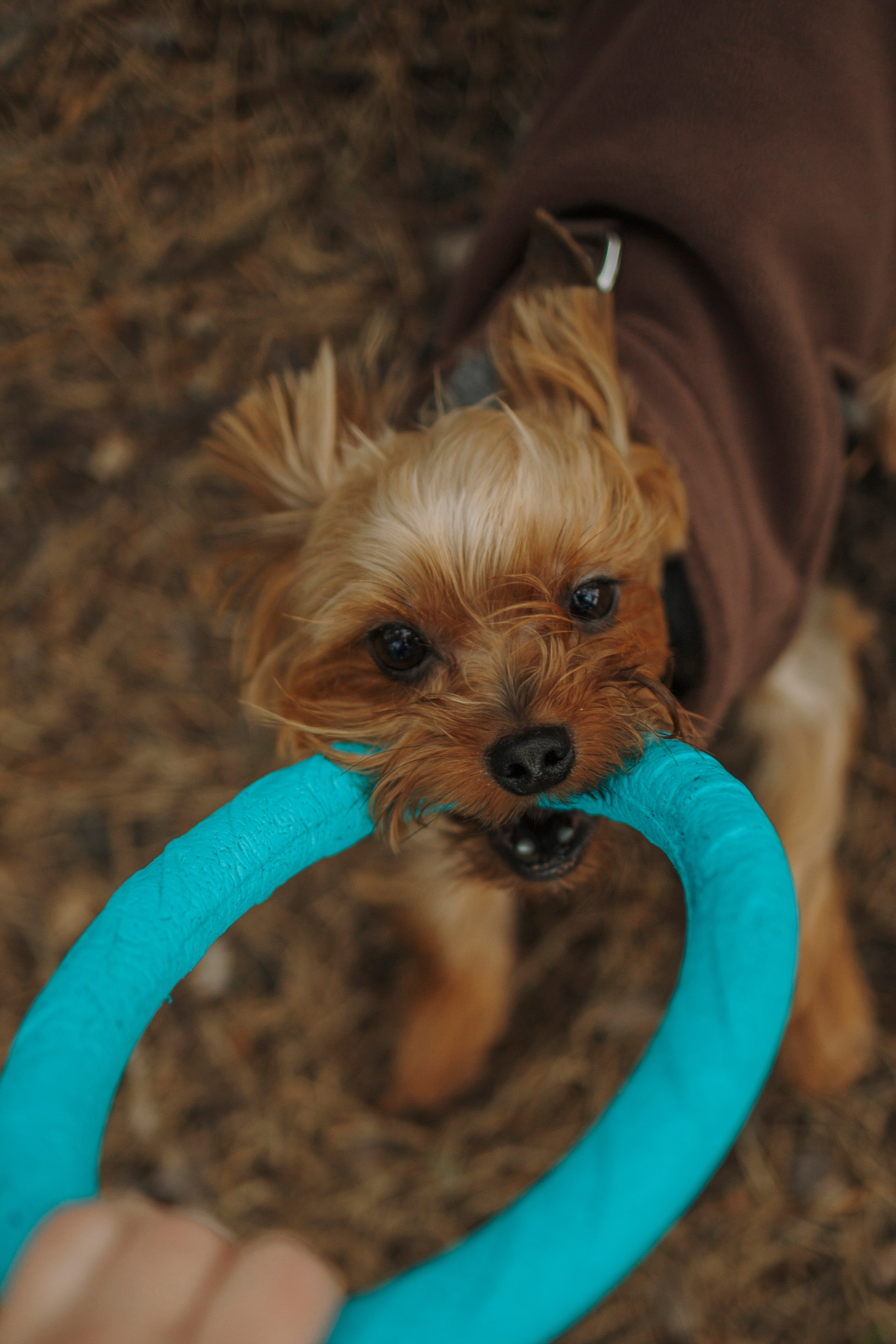 День из жизни Чуи и его семьи. Фотограф-анималист в Санкт-Петеребурге Титова Алиса