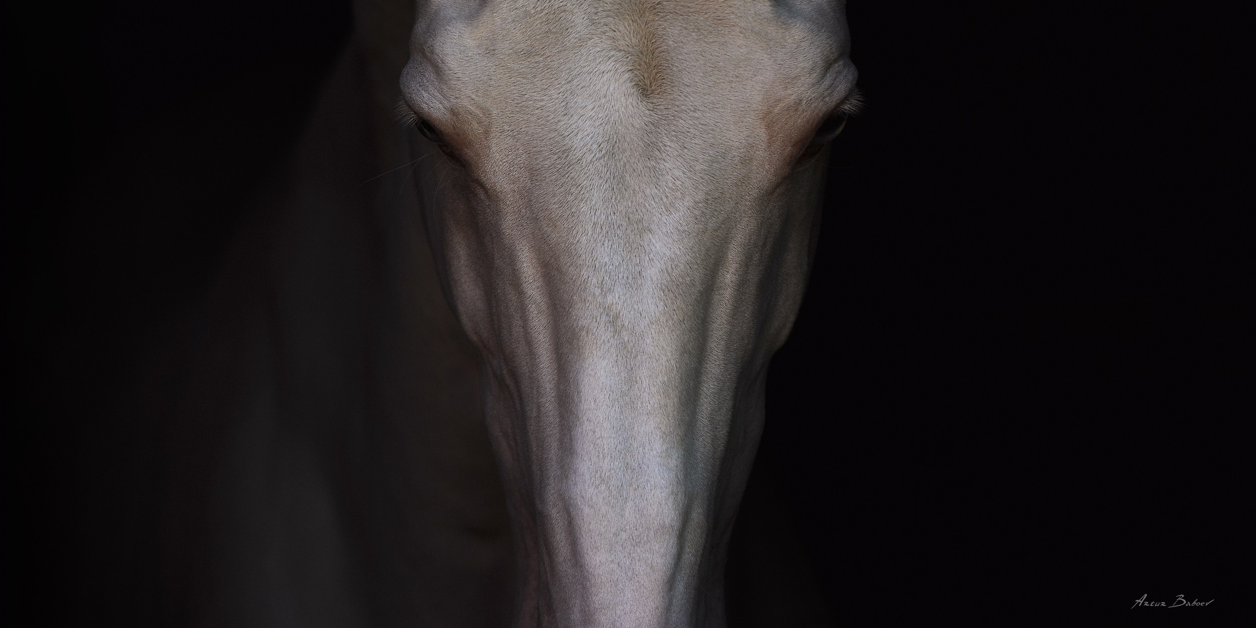 Gallery. Art photos of horses — ARTUR BABOEV | Photographer
