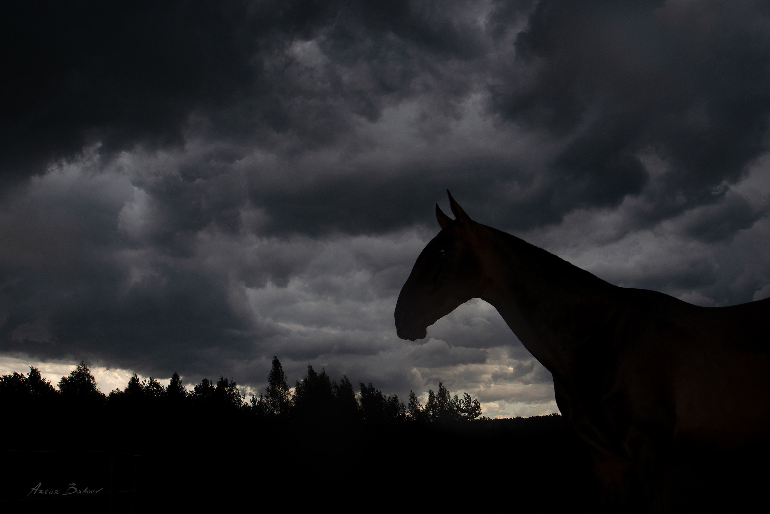 Gallery. Art photos of horses — ARTUR BABOEV | Photographer