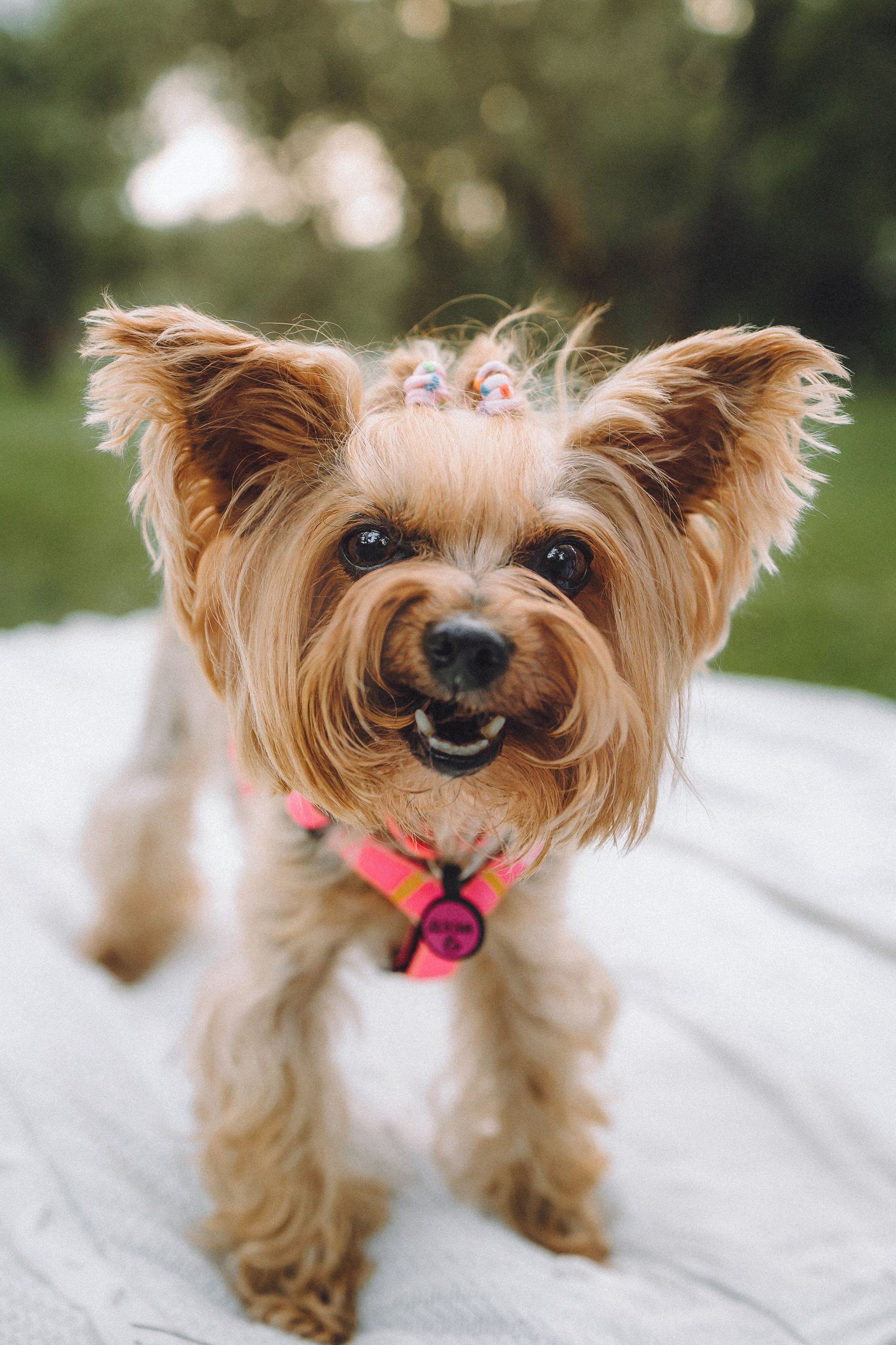 Даша и Дэзи