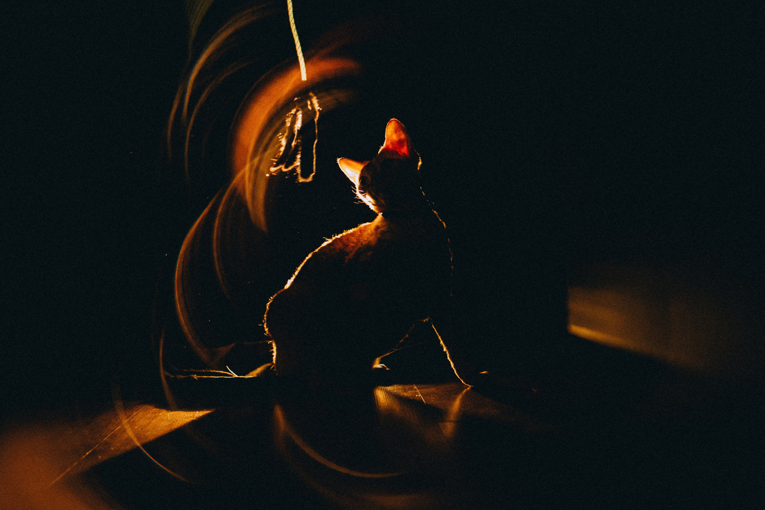 Гречка, Ковш и их семья