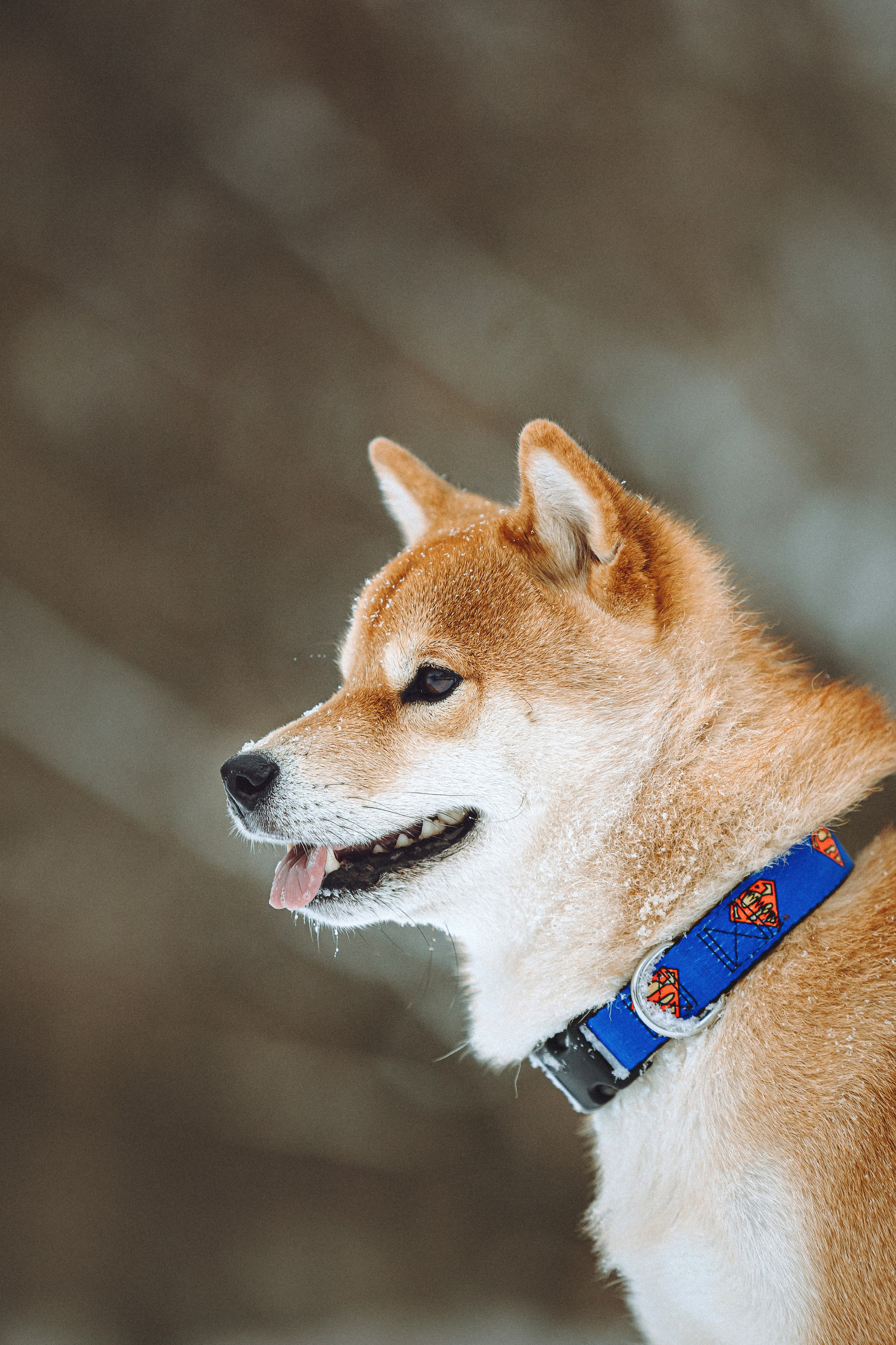 Настя и Ронин