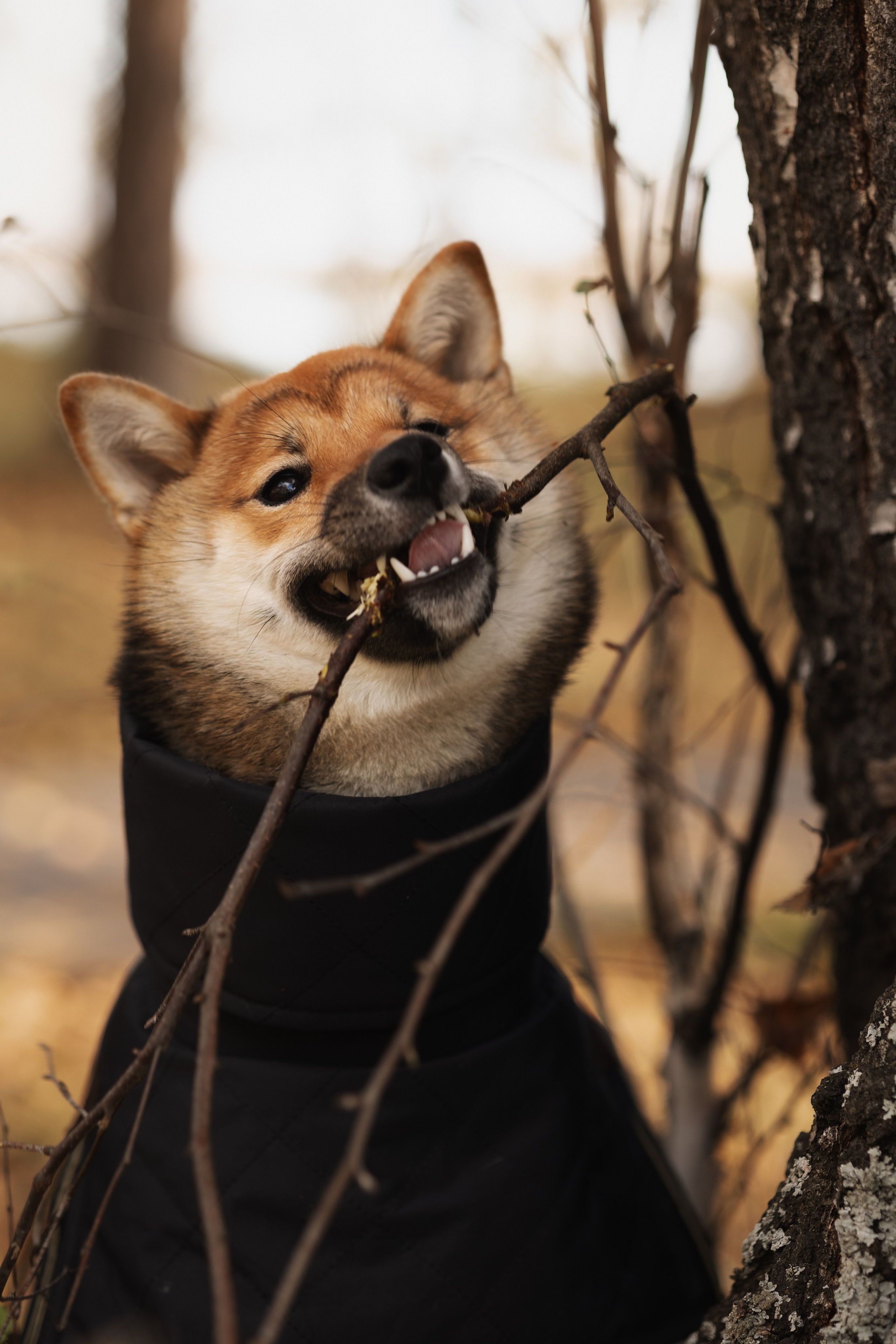 Оши | Сиба-Ину |. Фотограф