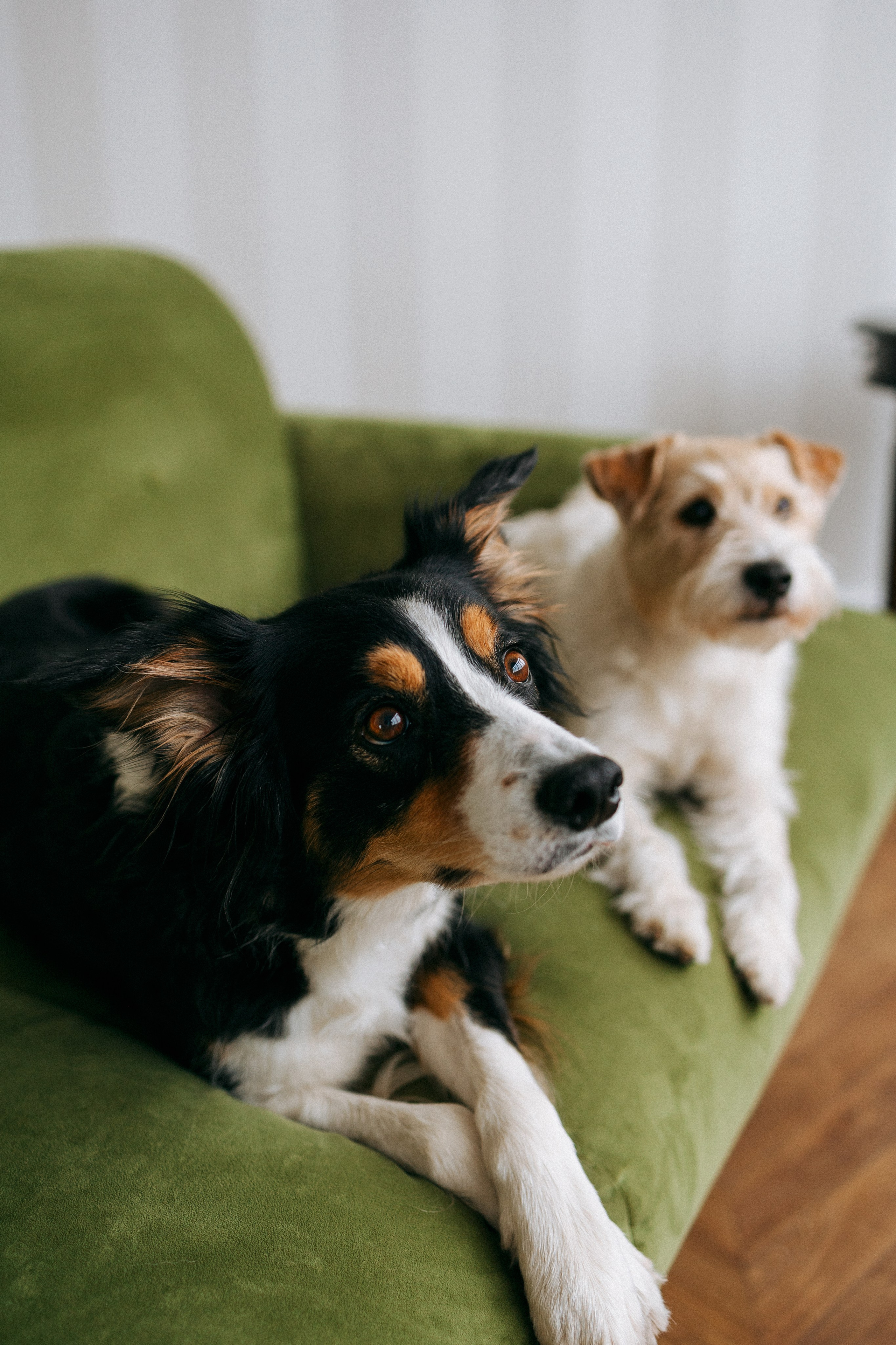 Цунами, Теон и Женя. Фотограф анималист Анастасия Пикей