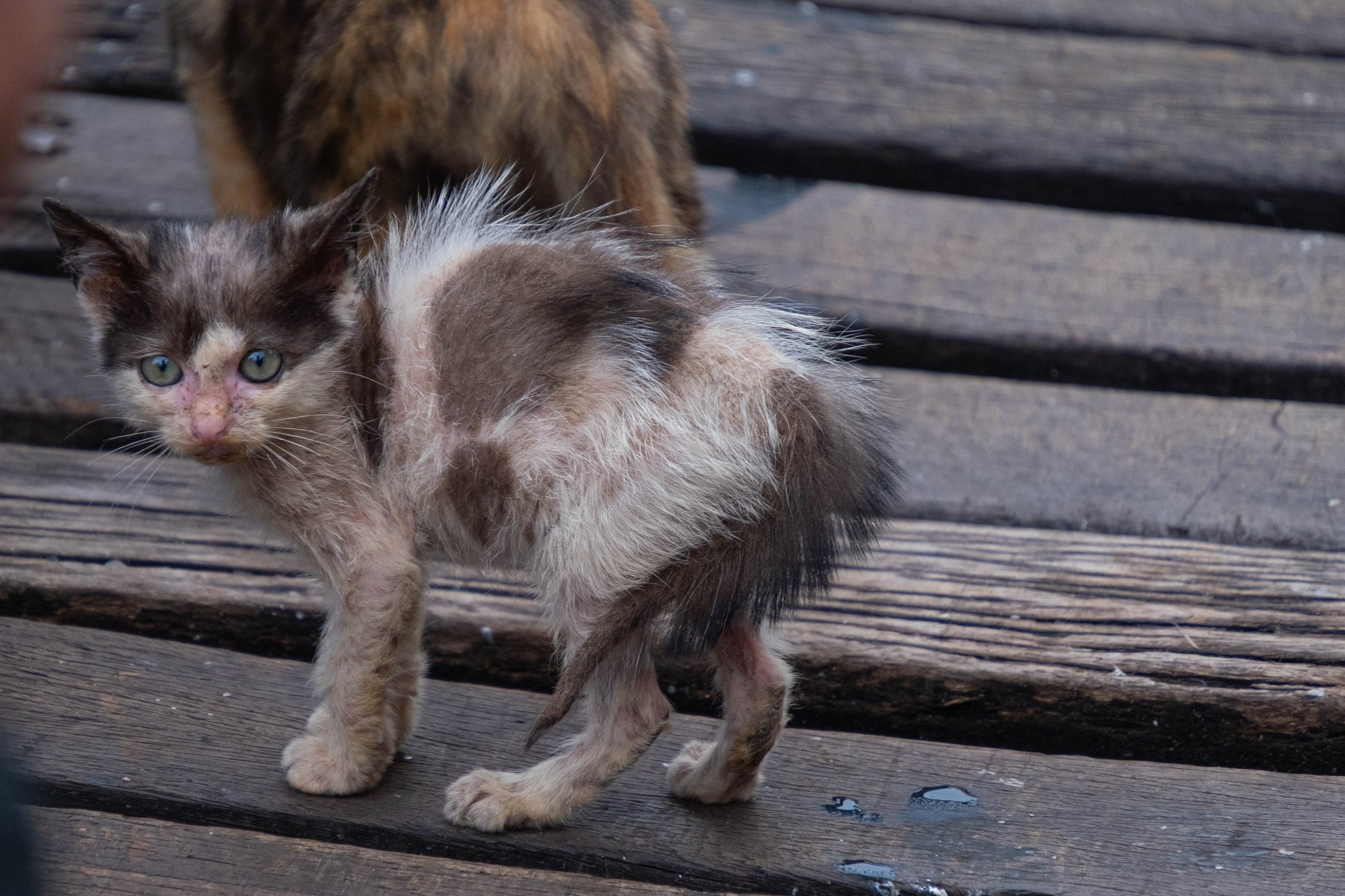О. Борнео, г. Сандакан. Порт и рынок. Фотографии из путешествий