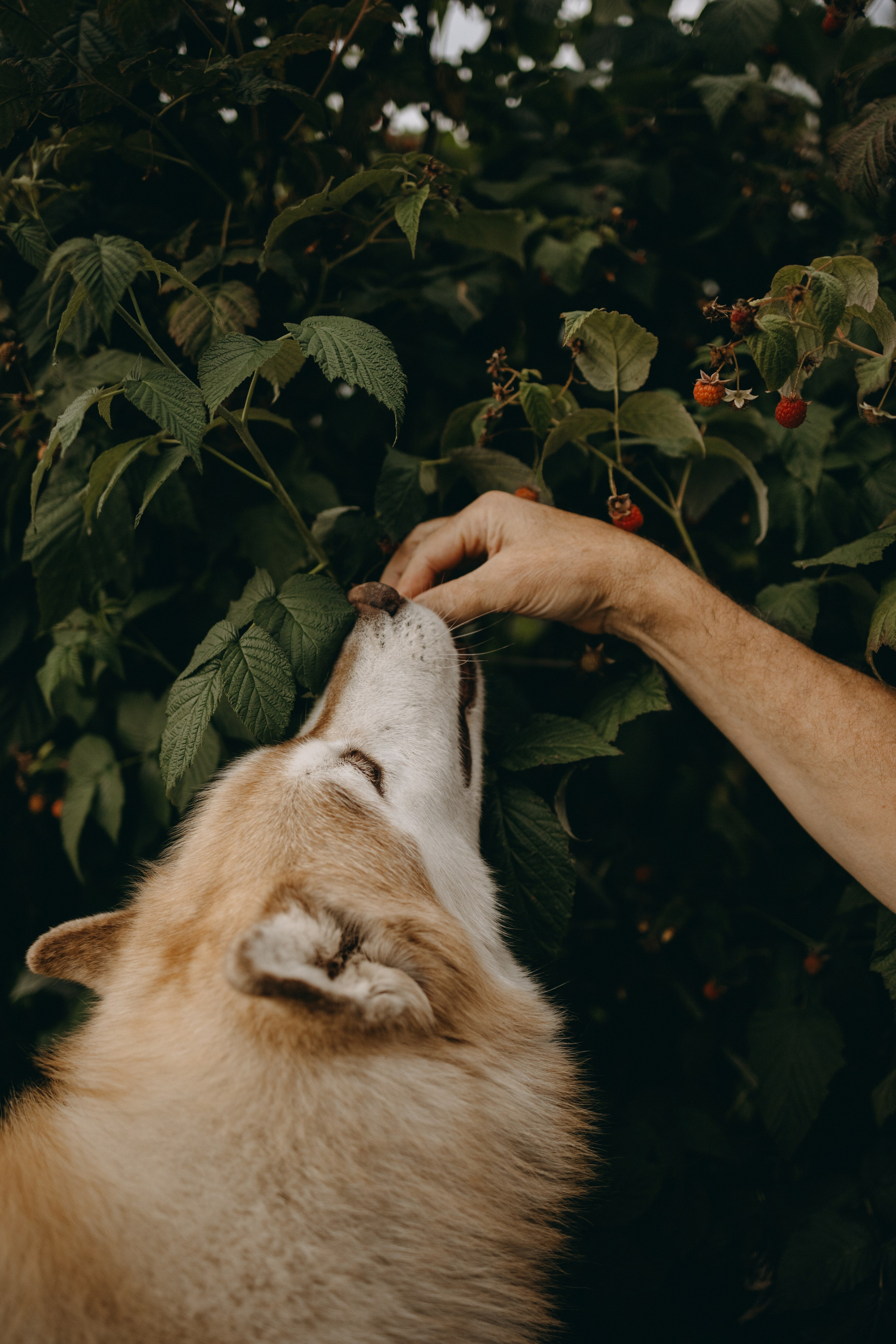 Дом у реки. Фотограф — Анималист | Санкт-Петербург