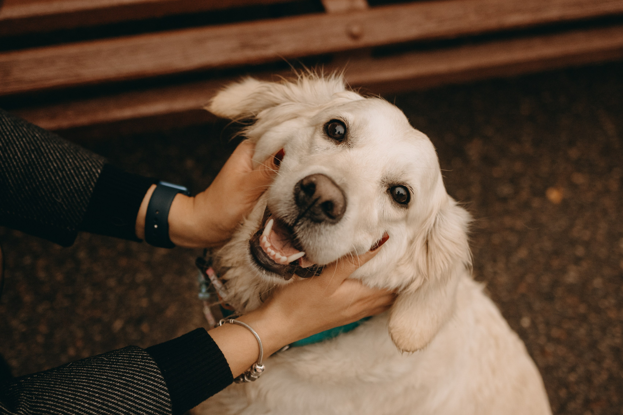 Женя и ее девочки. Фотограф — Анималист | Санкт-Петербург