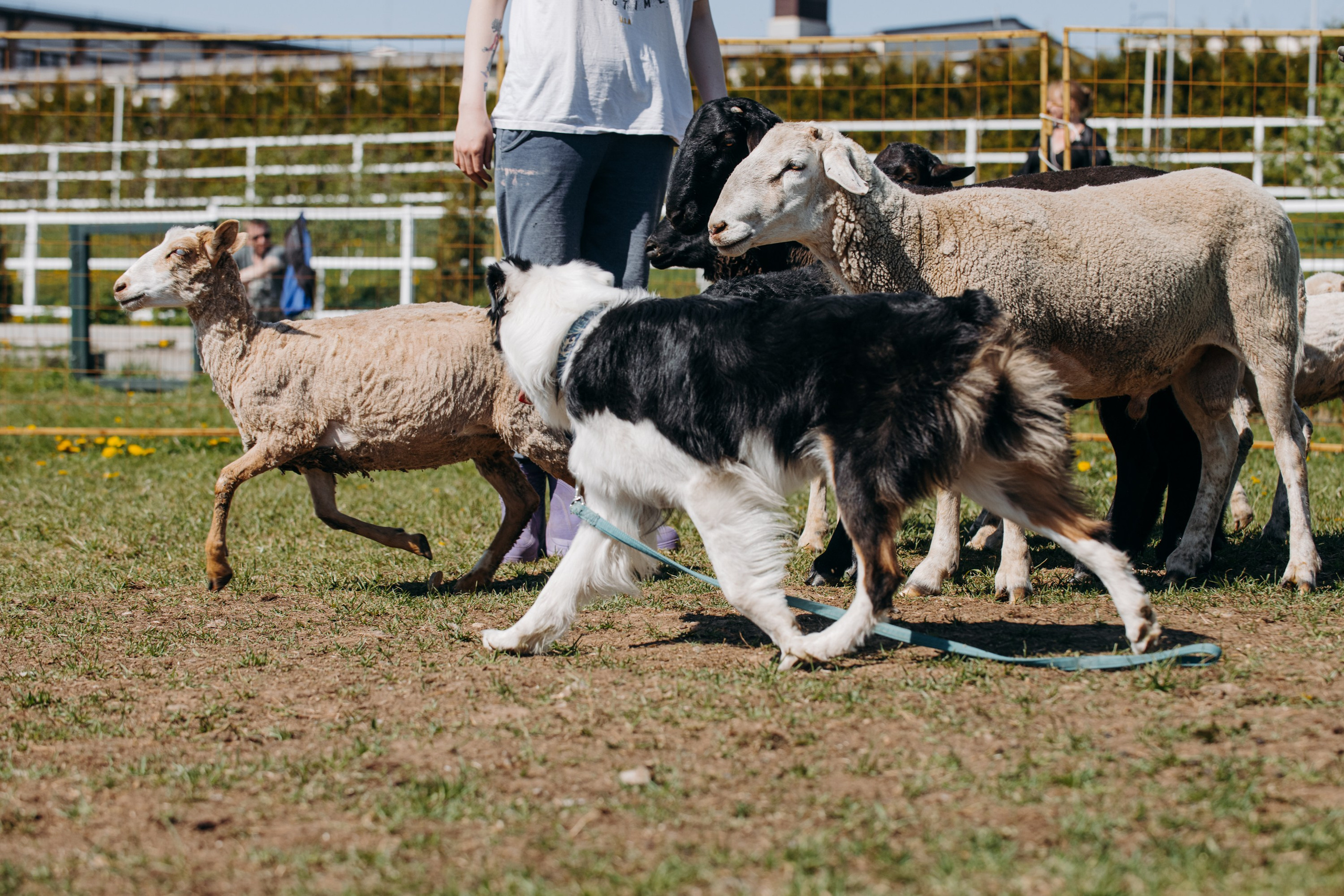 Синдра. BLGKV питомник собак