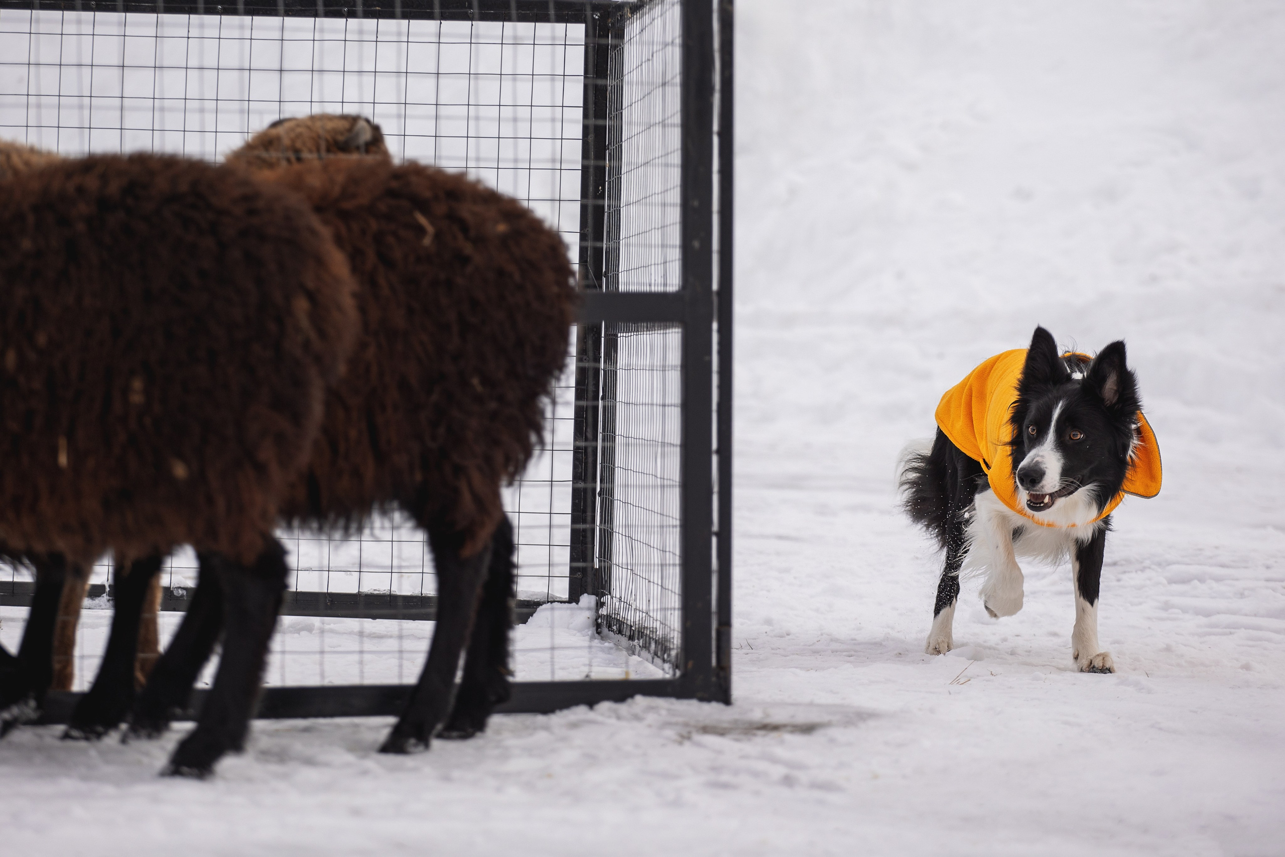 Татьяна и Ран. YULA KOLESOVA | Фотограф — Анималист | Художник | Тюмень