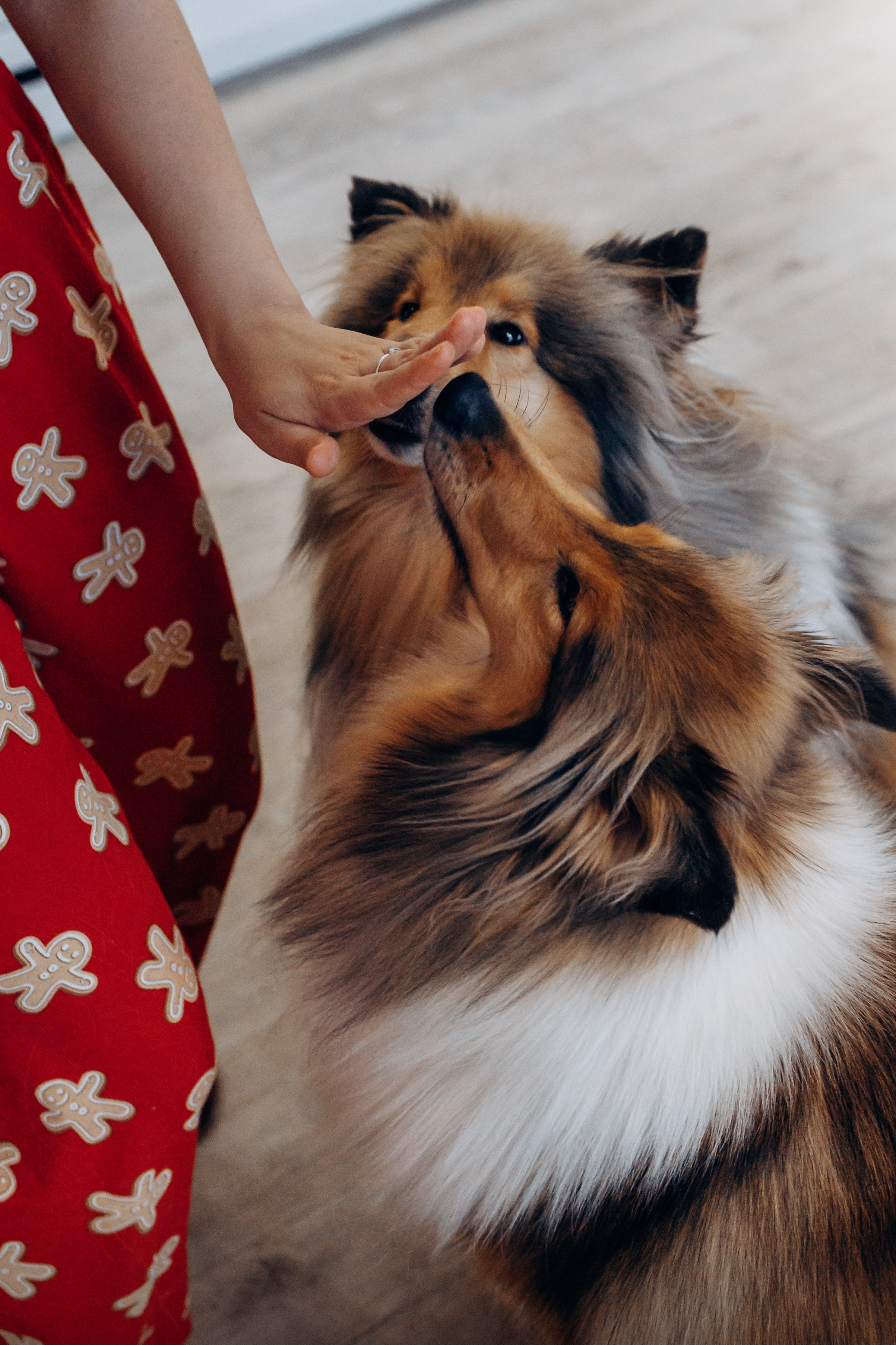 Юлиана, Элли и Райан. YULA KOLESOVA | Фотограф — Анималист | Художник | Тюмень