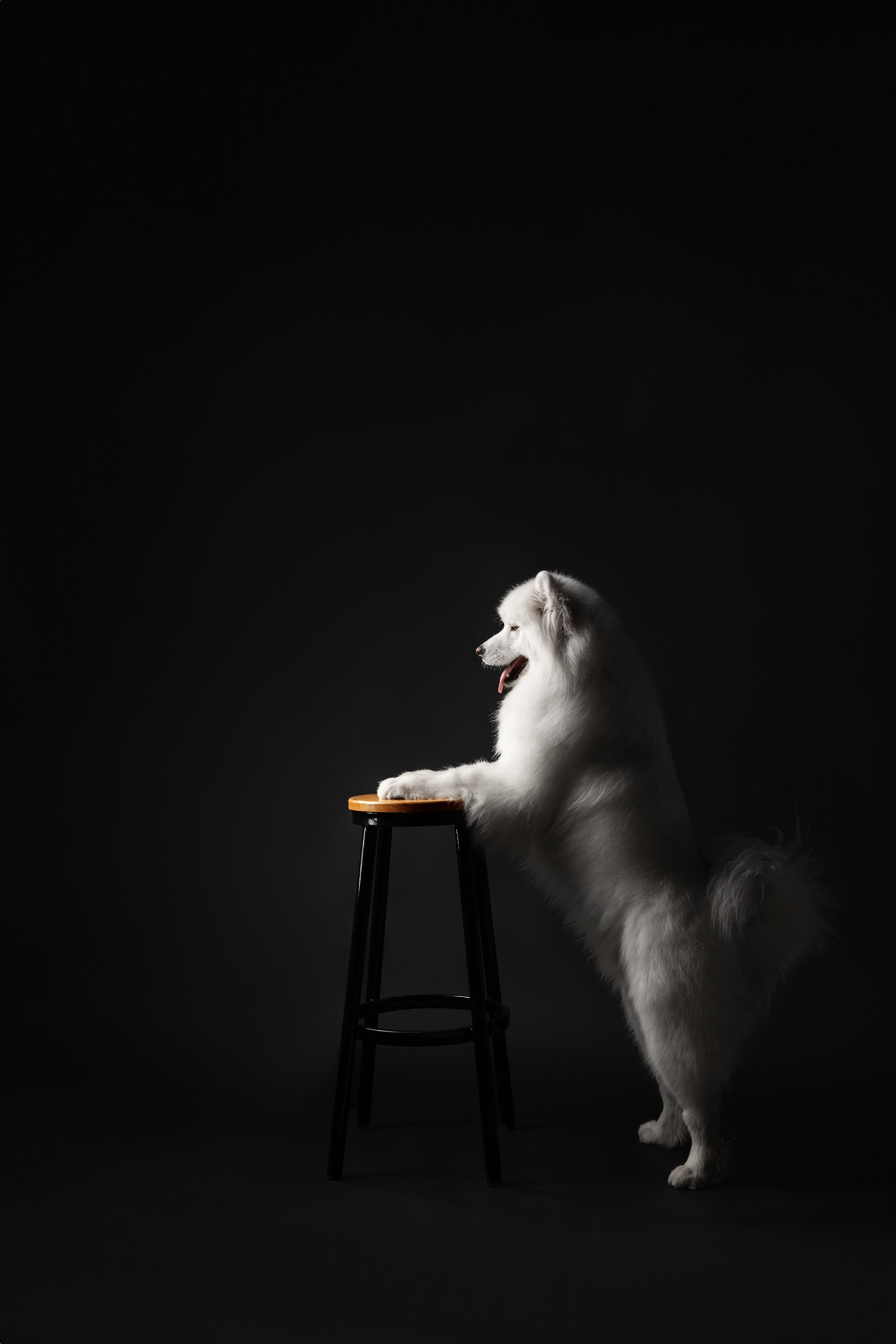 Самоеды в студии. Фотограф анималист в Москве Майорова Евгения