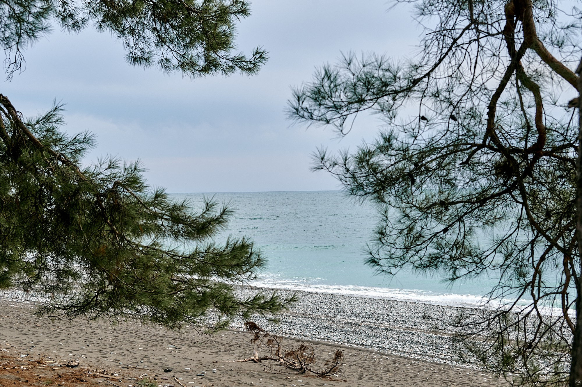 Пицунда, Абхазия. Декабрь 2024. Фотографии отовсюду и обо всем