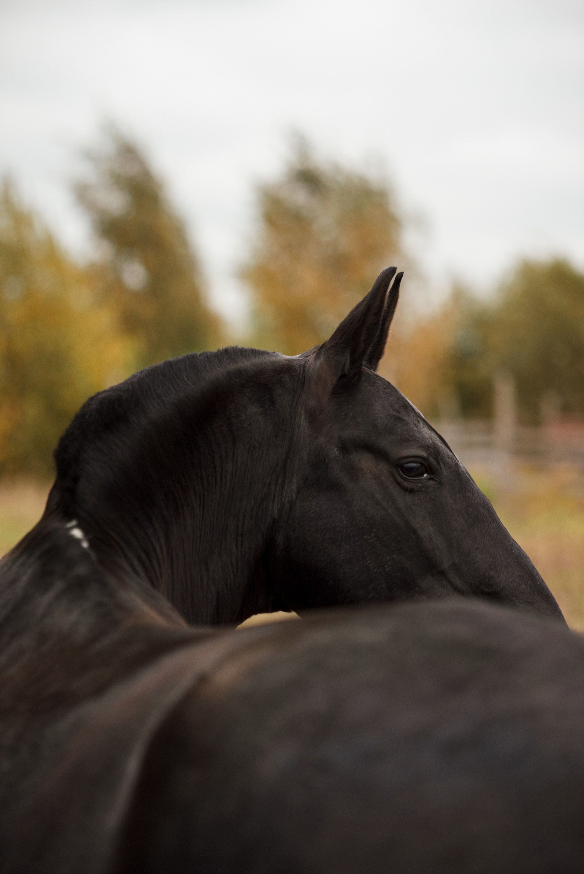 Портрет лошади, лошадь, конь, фото лошади, фотография лошади, конный фотограф, съемка лошадей, фотограф лошадей, конная фотография, конный фотограф, конный фотограф в спб, профессиональный фотограф спб, фотограф спб, ахалтекинец, рысак, спортивная лошадь, конный клуб, фотосессия с лошадьми, тракененская лошадь, тяжеловоз, лошадь, хвост коня, конский волос, хвост лошади, красивое фото лошадей, табун, жеребцы, стабунивание
