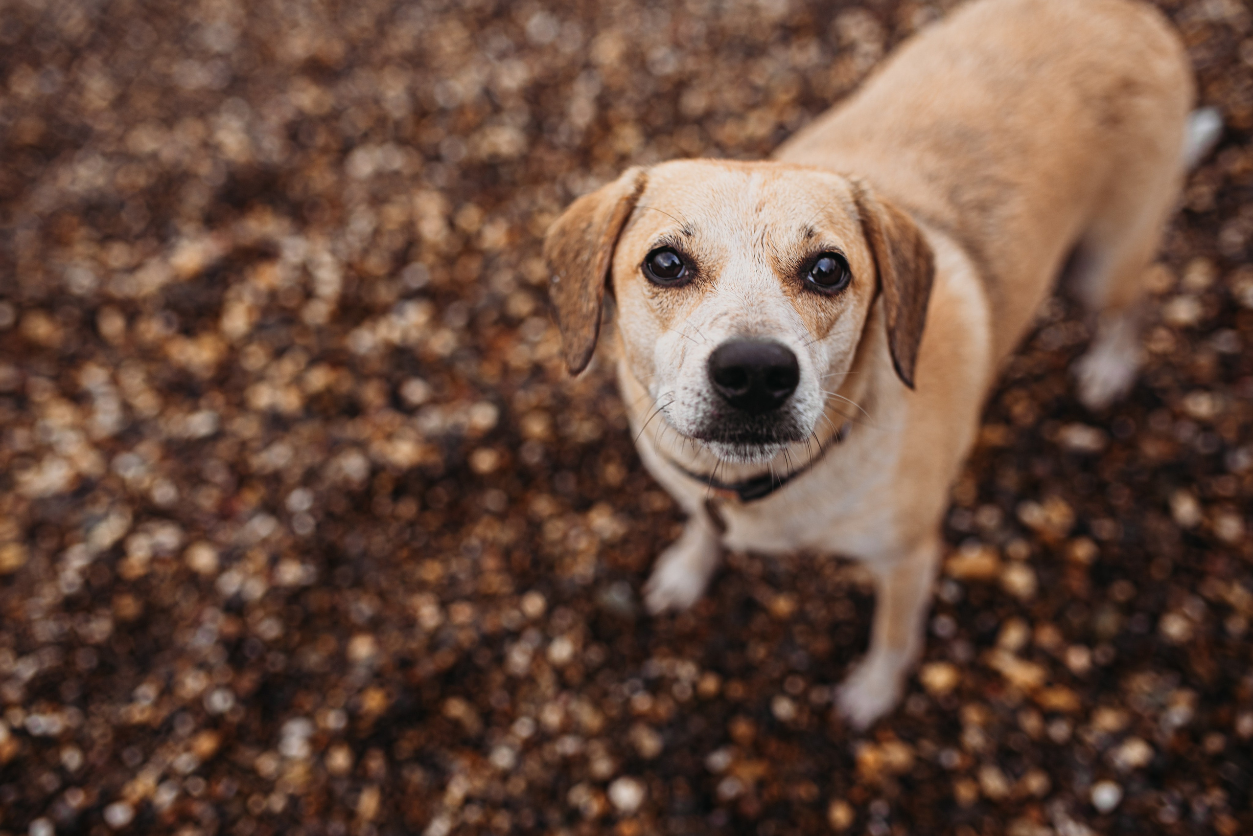 Даша, Самсон и Марсик. Семейный и детский фотограф в Новосибирске и Краснообске — Анна Ким