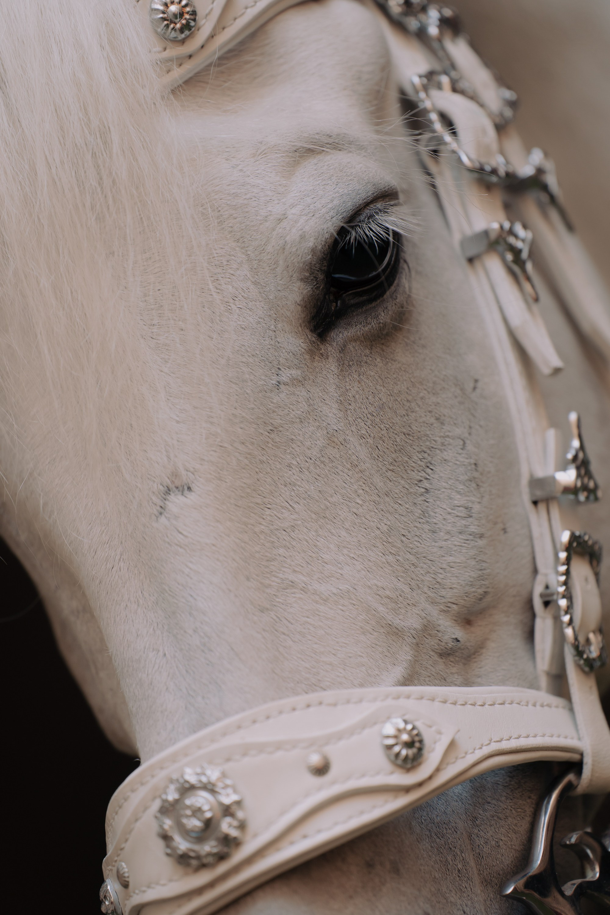 Адище города. Портретный и репортажный фотограф в Санкт-Петербурге Максим Пашков