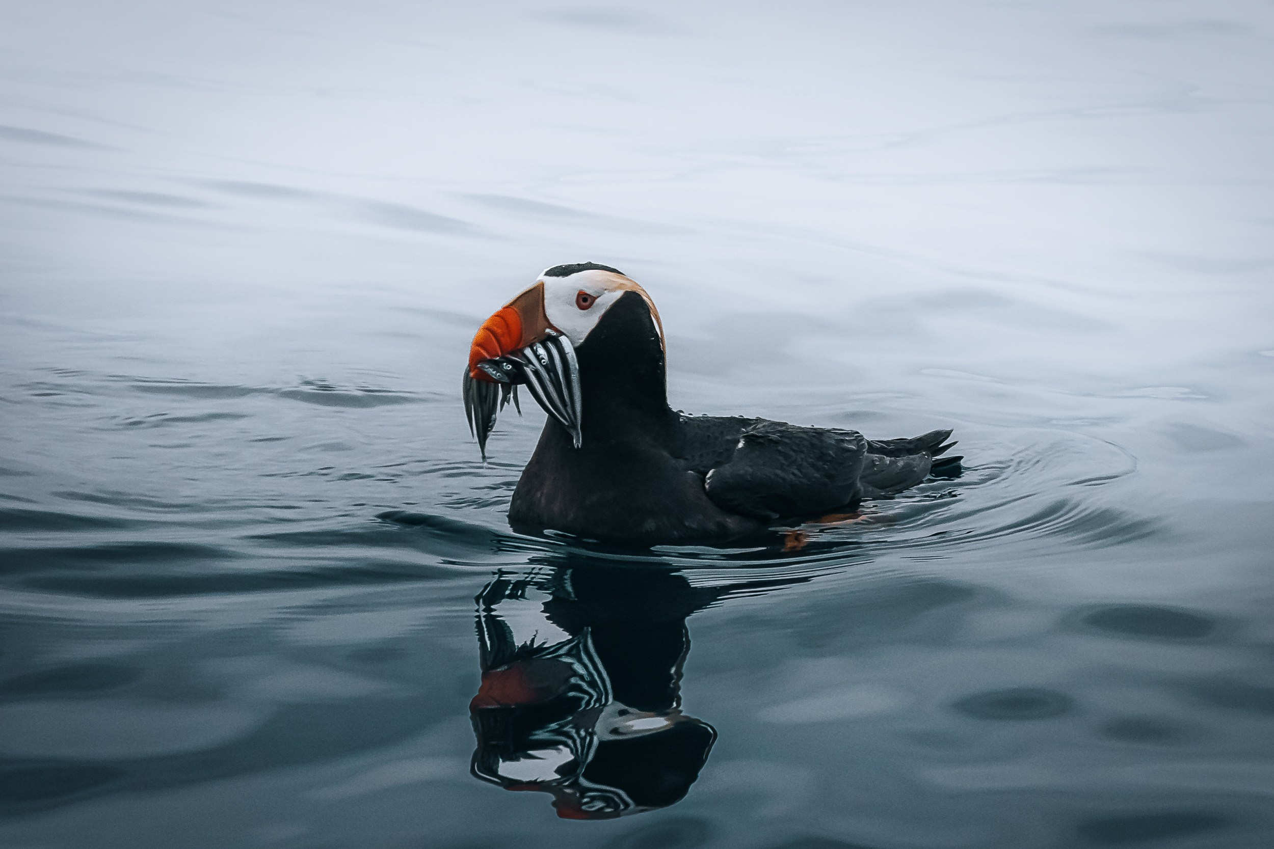 Дикая природа • Wildlife. Елена Ивановой • Профессиональный фотограф