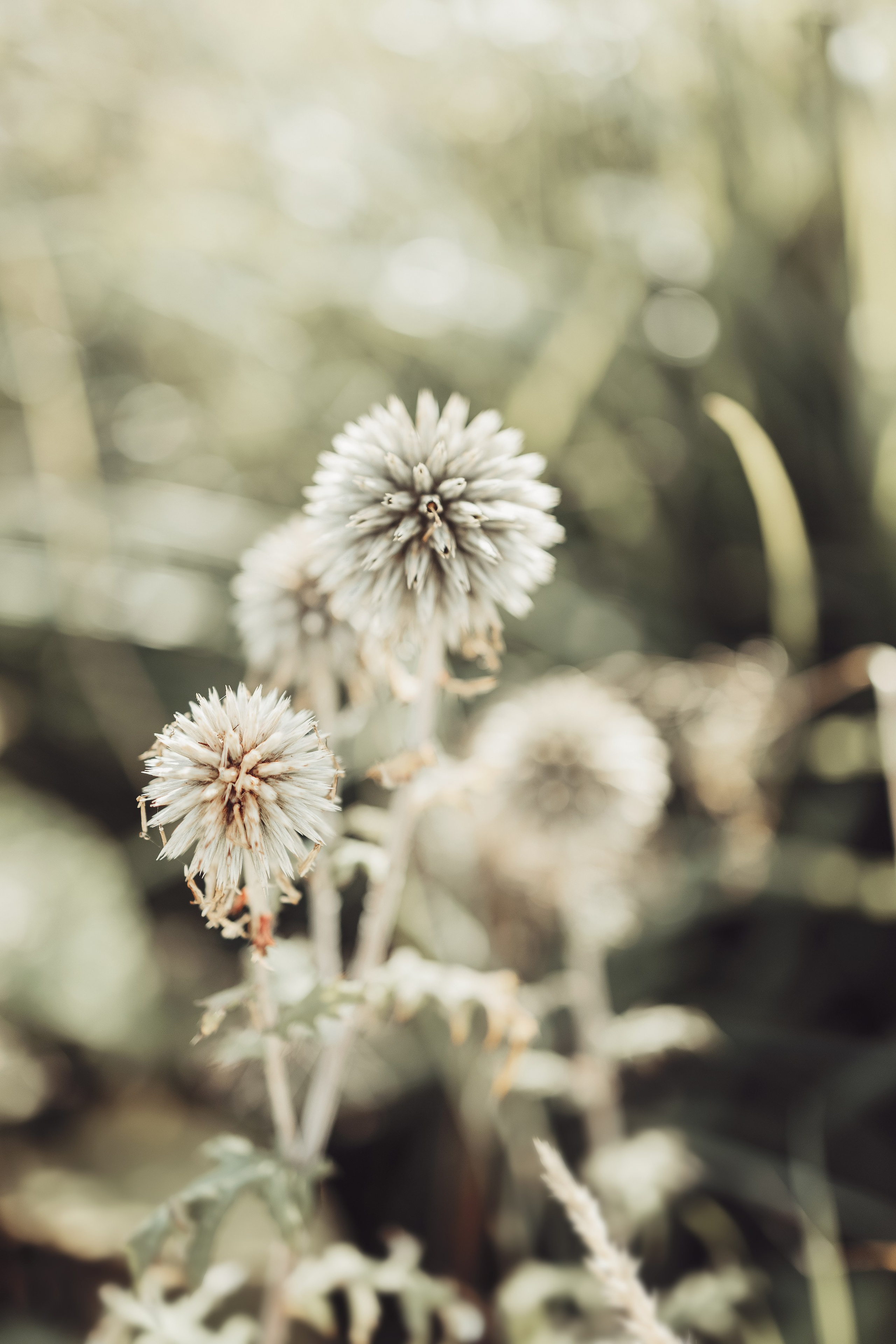 Street photo. Photographer in Turkey — Dari N